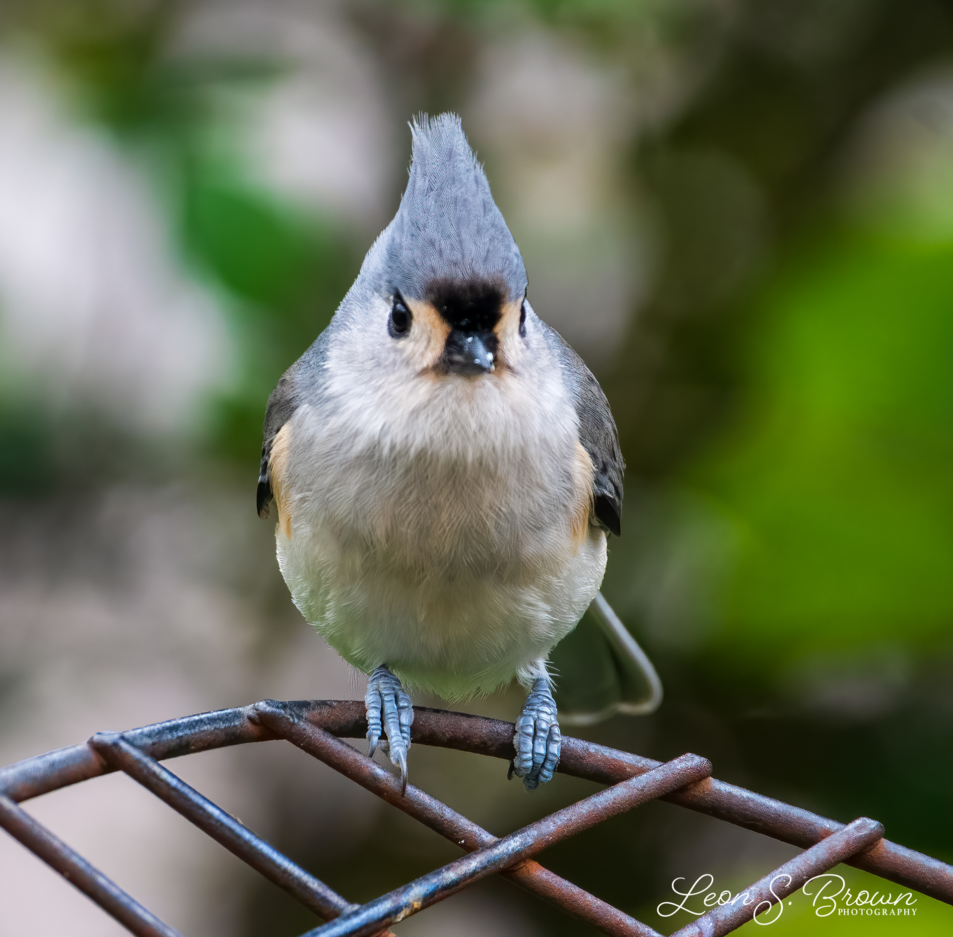 Tufted Titmouse