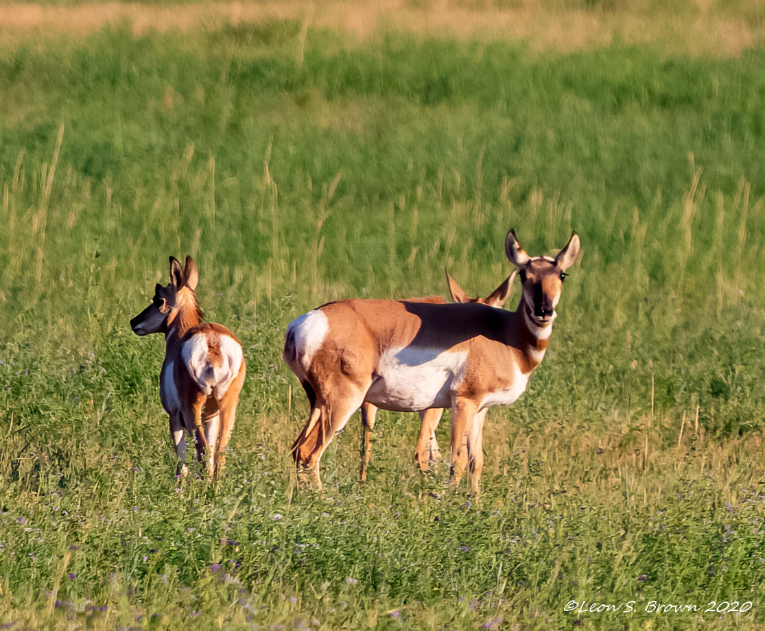 Pronghorn Antelope