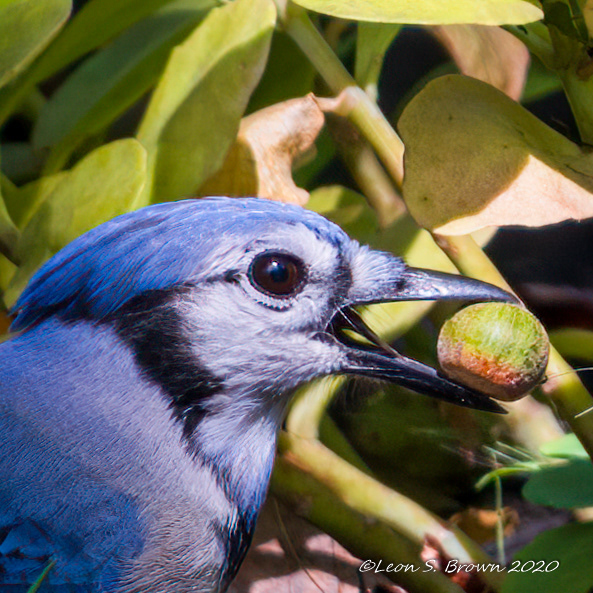 Blue Jay