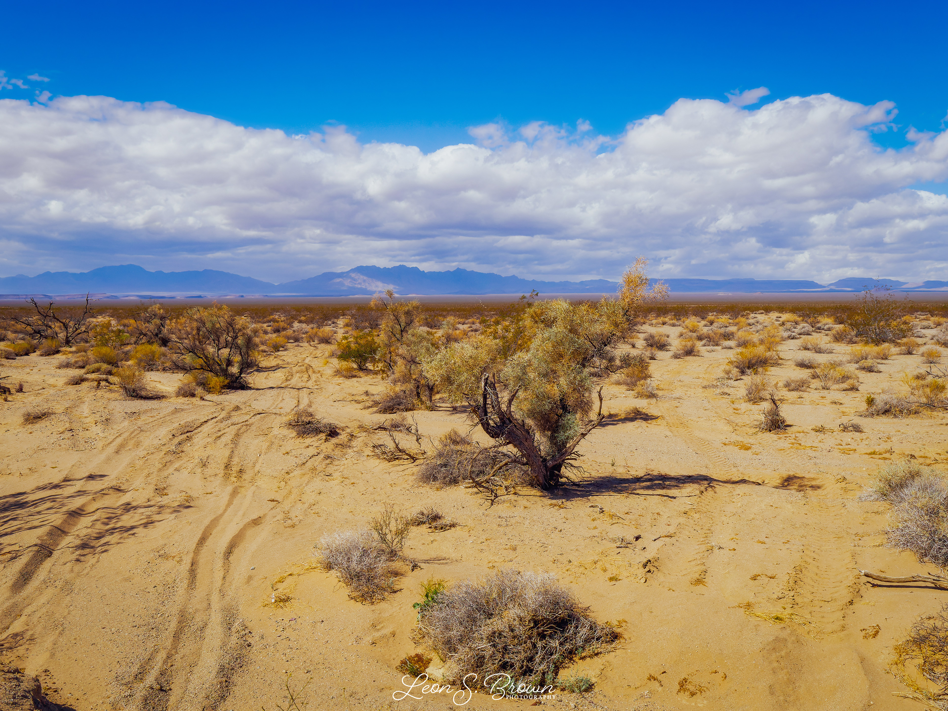 Mojave Desert