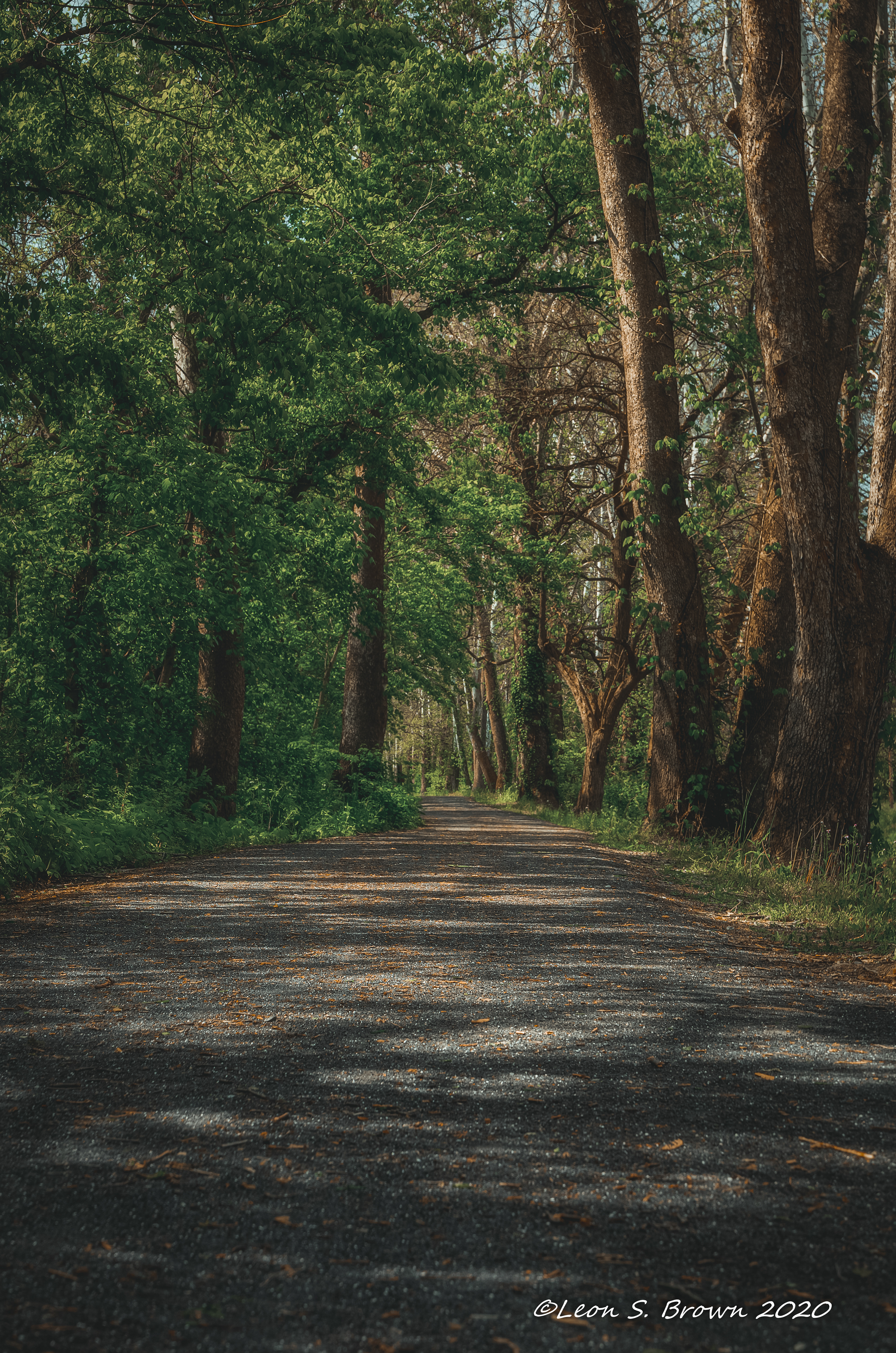 Wooded Path at C&O Canal in Sharpsburg, Md
