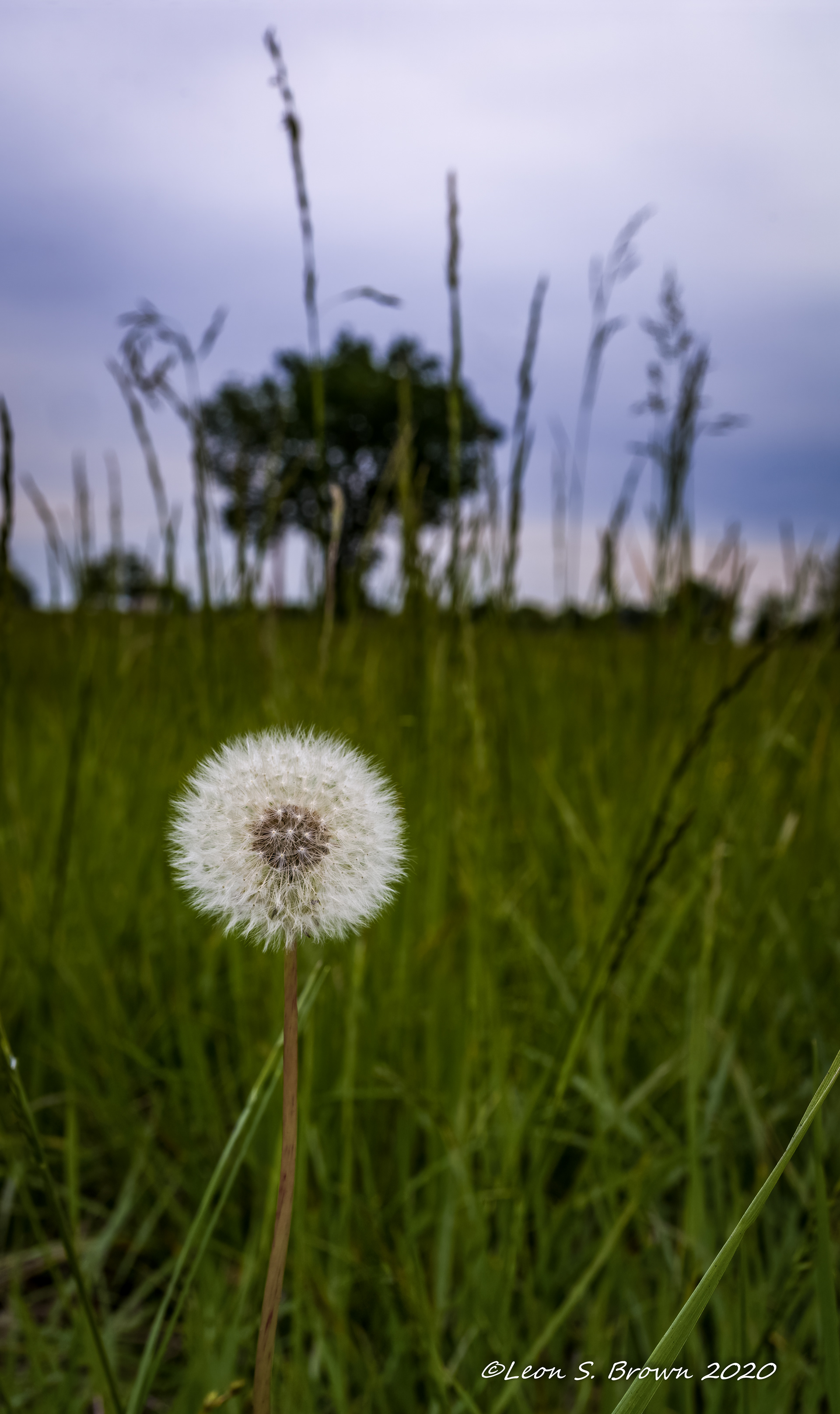 Dandelion Fluff
