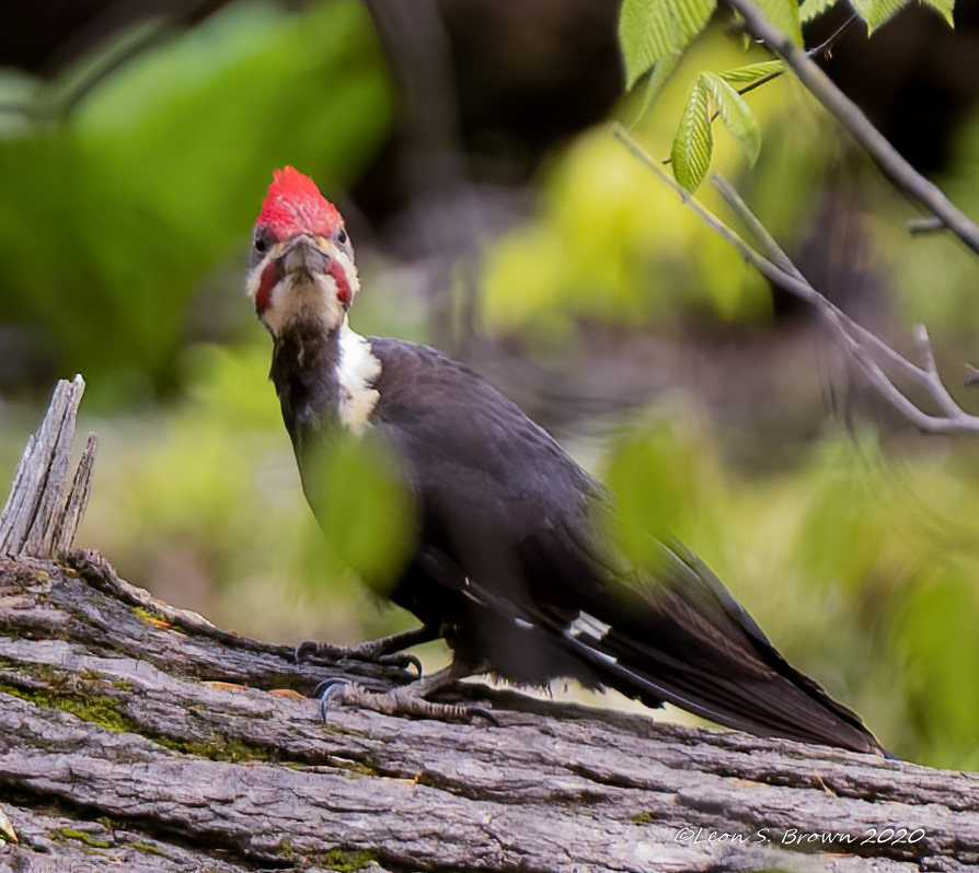 North American Woodpecker @ Cunningham Falls State Park