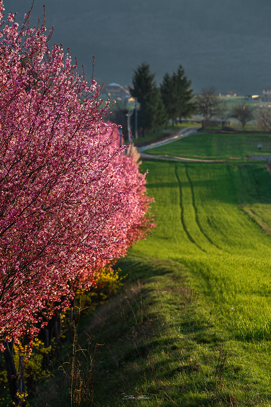 Wild plum trees of Berkenye - Hungary