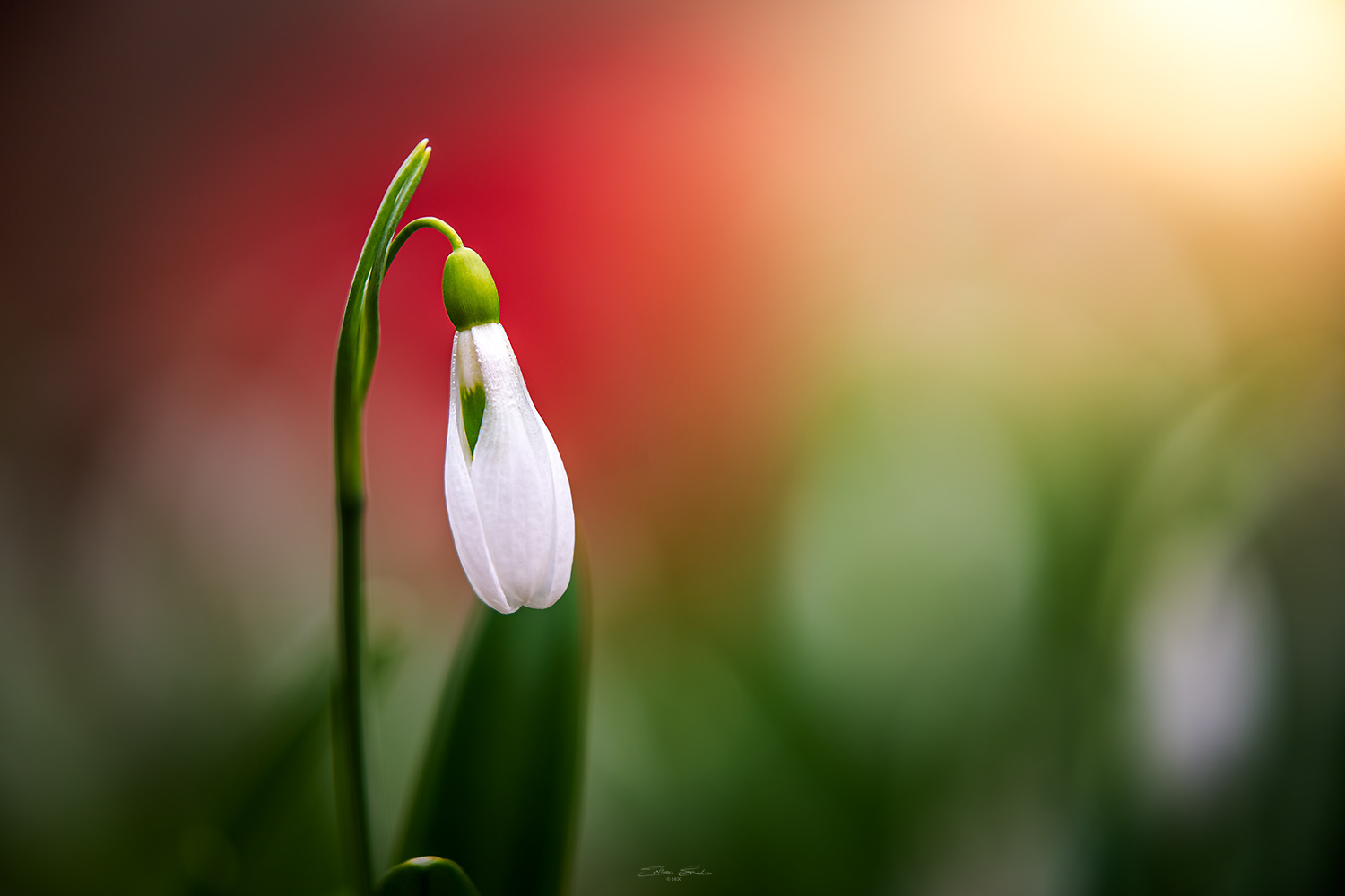 Snowdrop