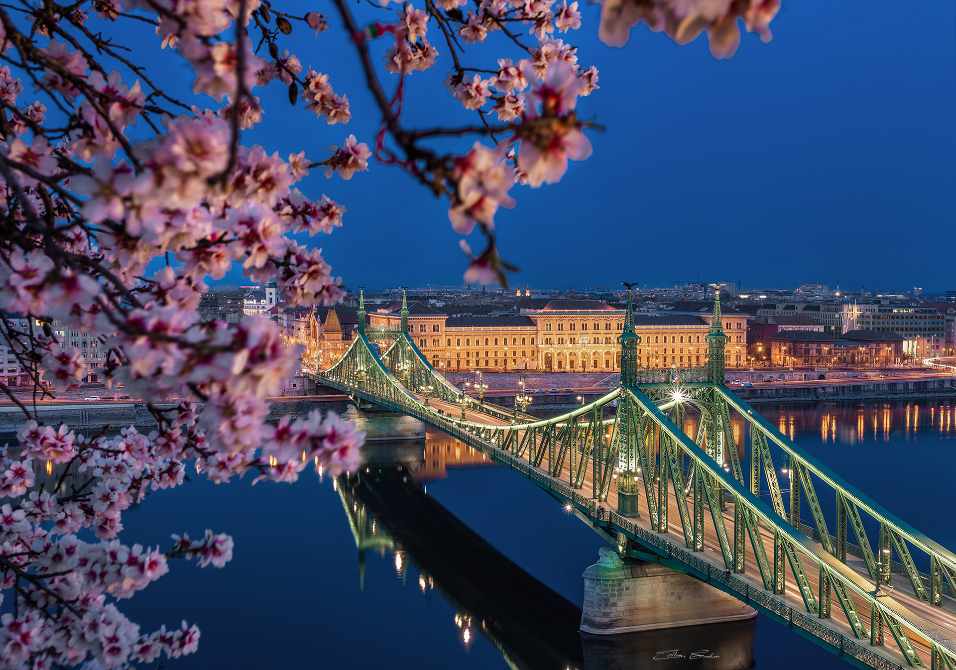 Blue hour view of Liberty Bridge with Cherry Blossom at spring time