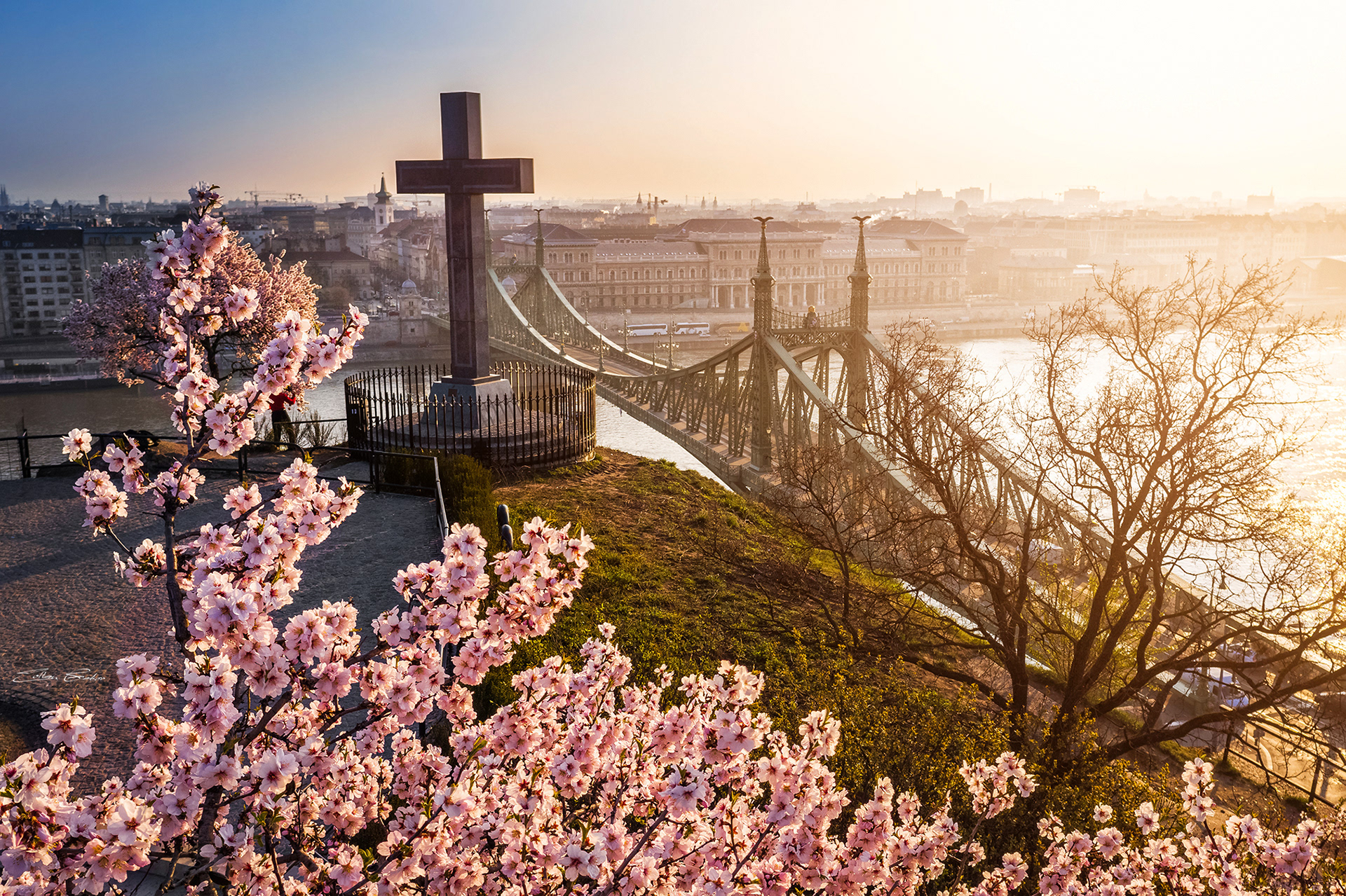 Sunrise at Liberty Bridge with Cherry Blossom at spring time