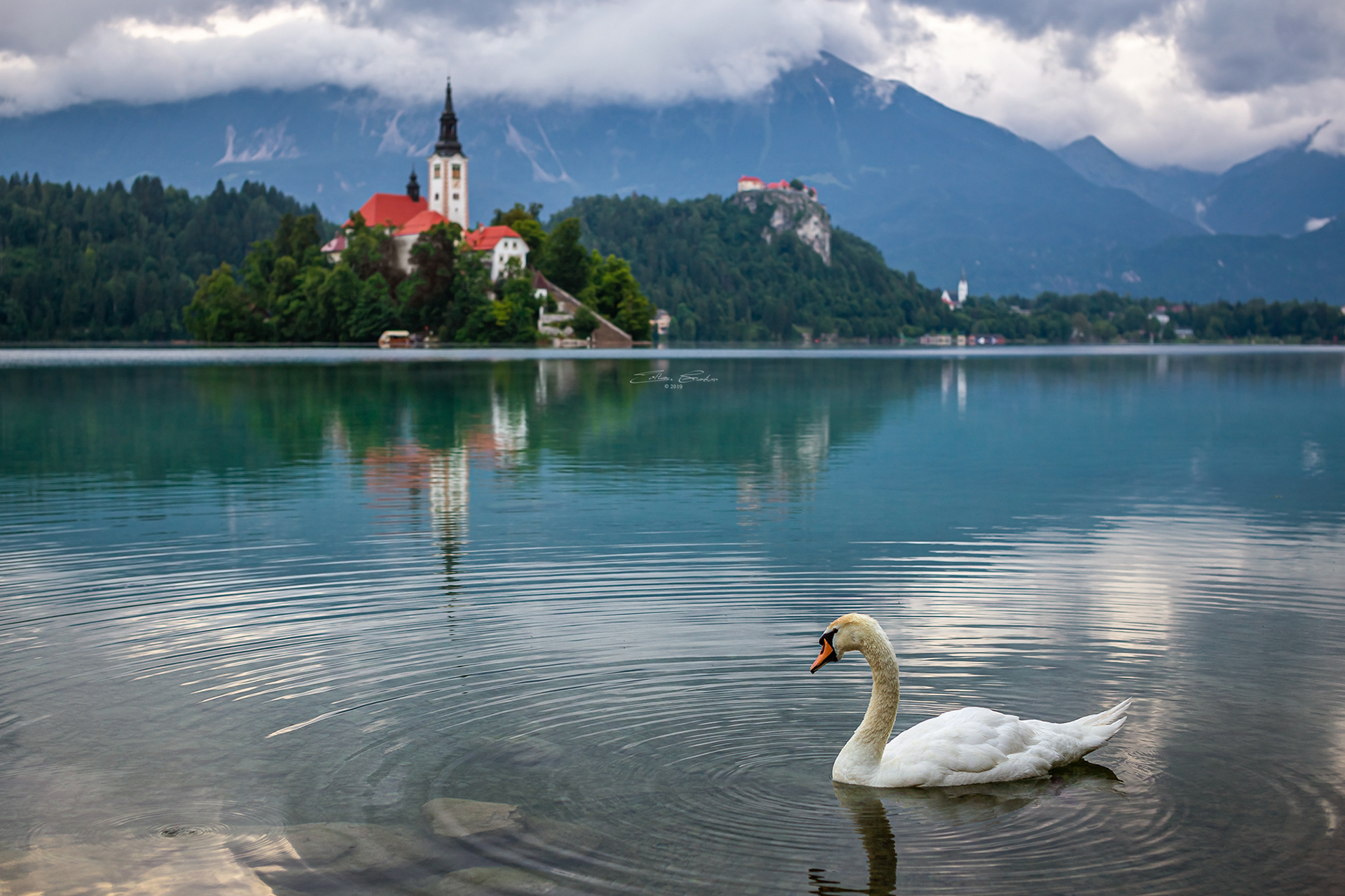 Swan and Church of the Assumption of Mary - Lake Bled