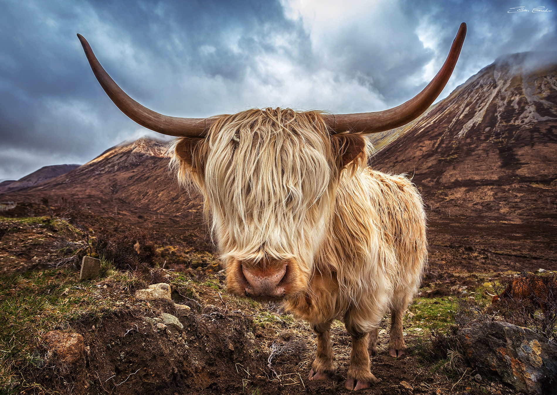 Highland Cattle