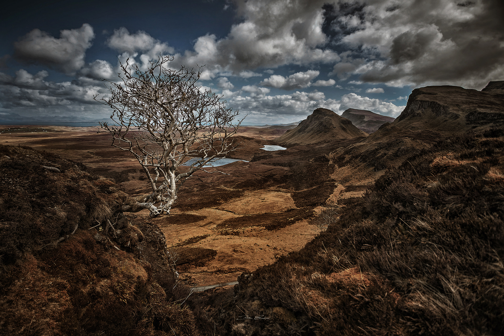 Lonely Tree at the Quiraing