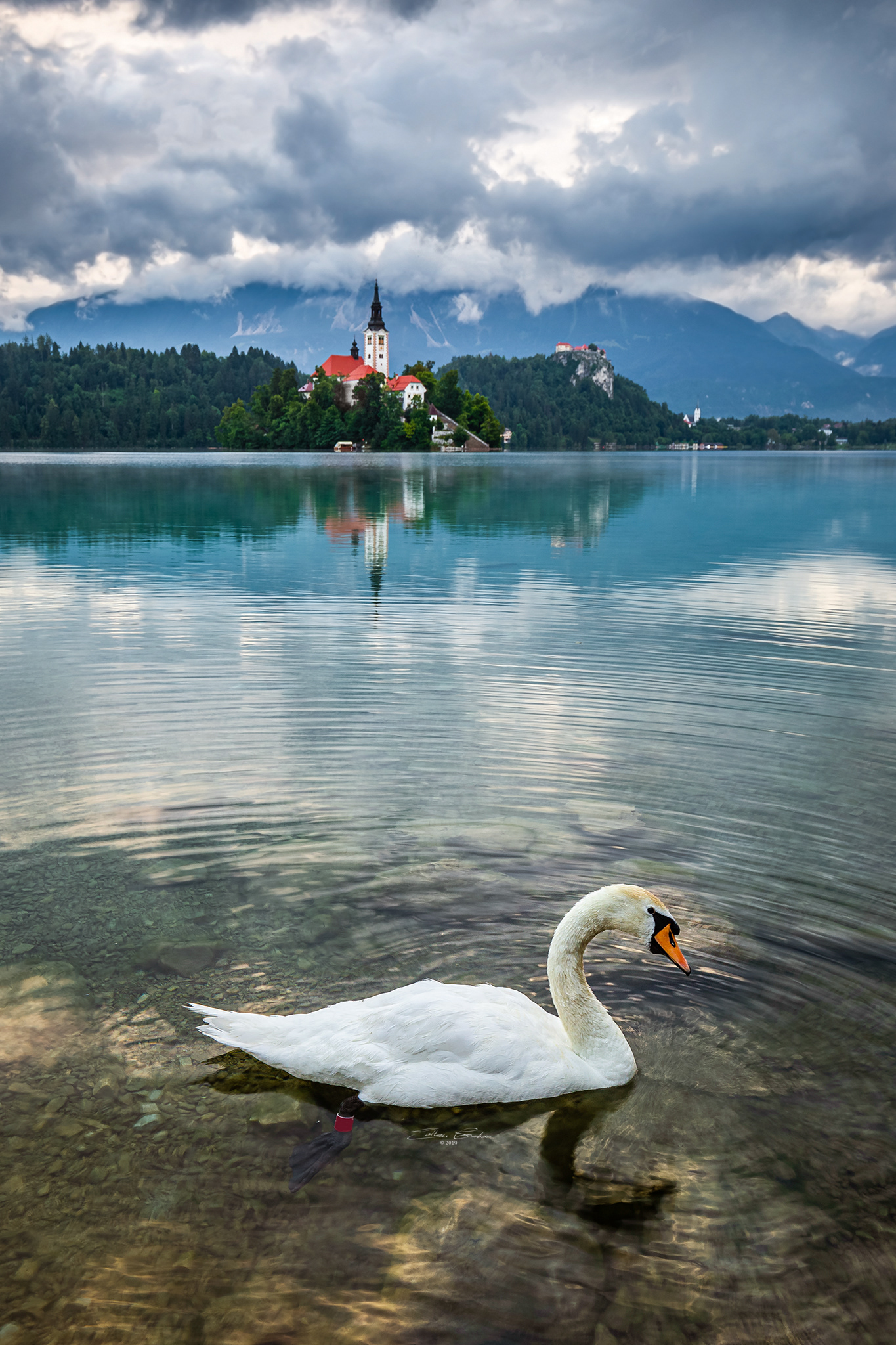 Swan and Church of the Assumption of Mary - Lake Bled