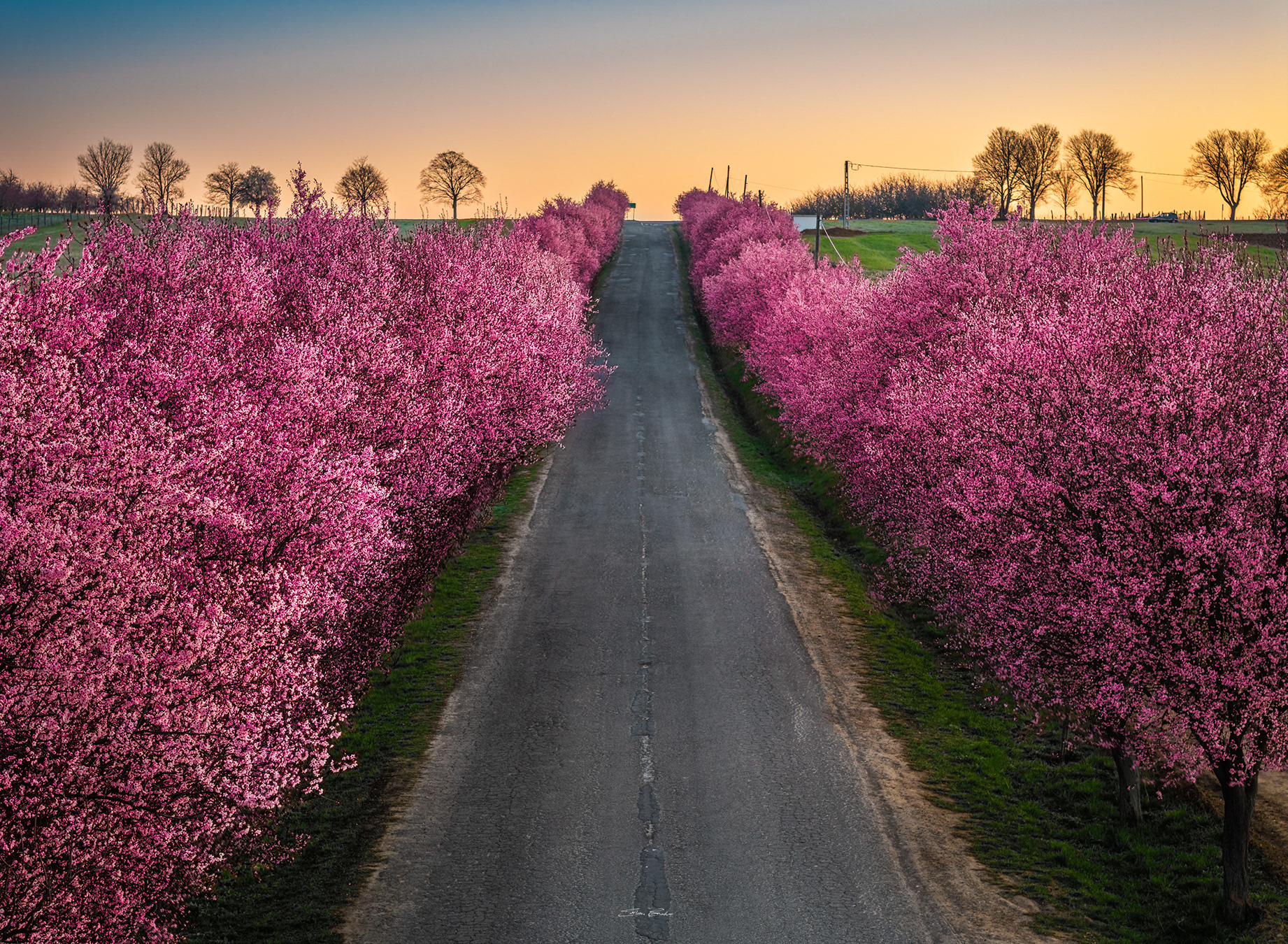 Wild plum trees of Berkenye - Hungary