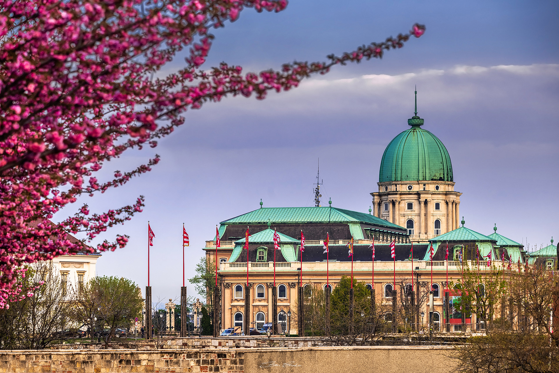 Cherry blossom and Buda Castle at spring time