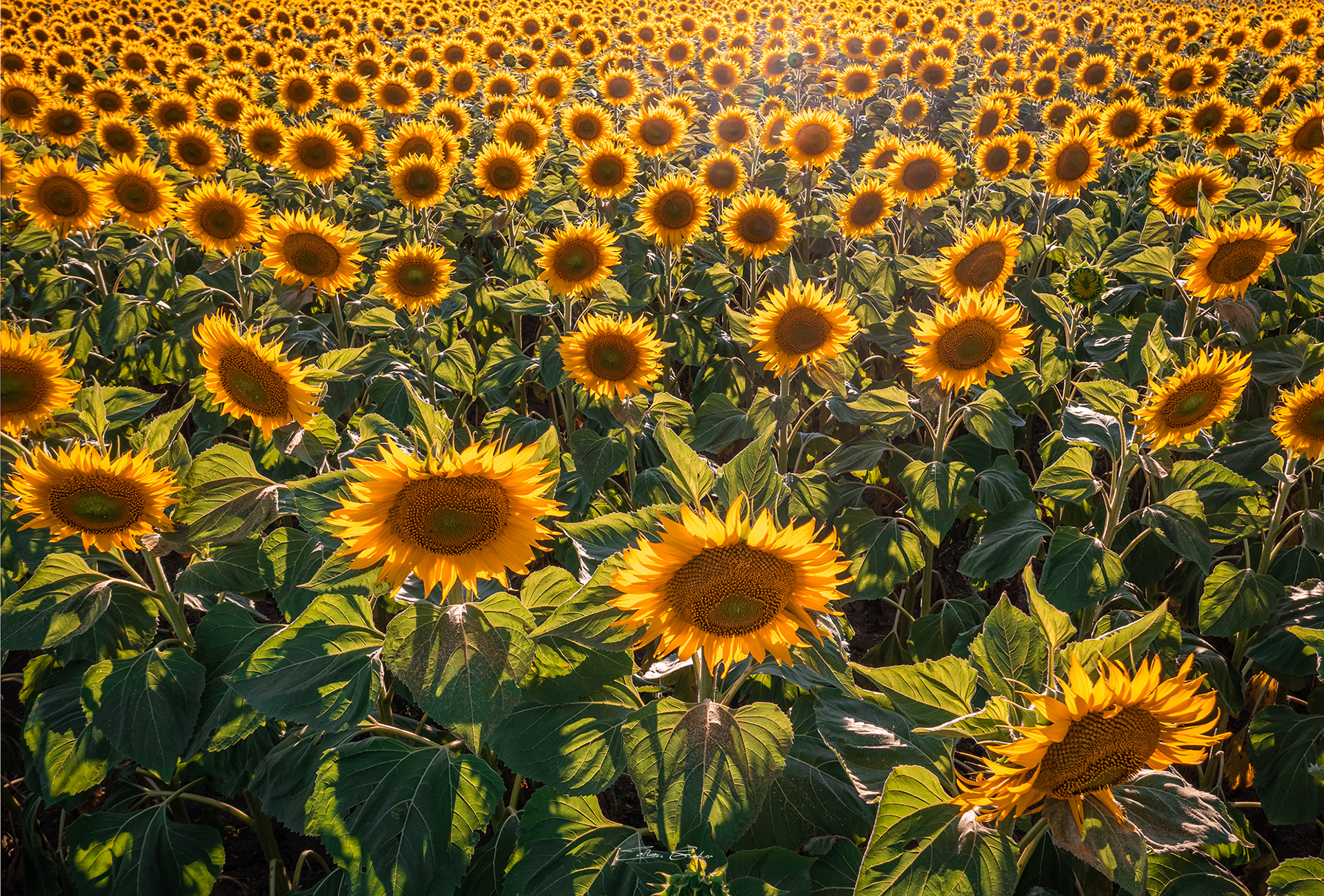 Sunflower field