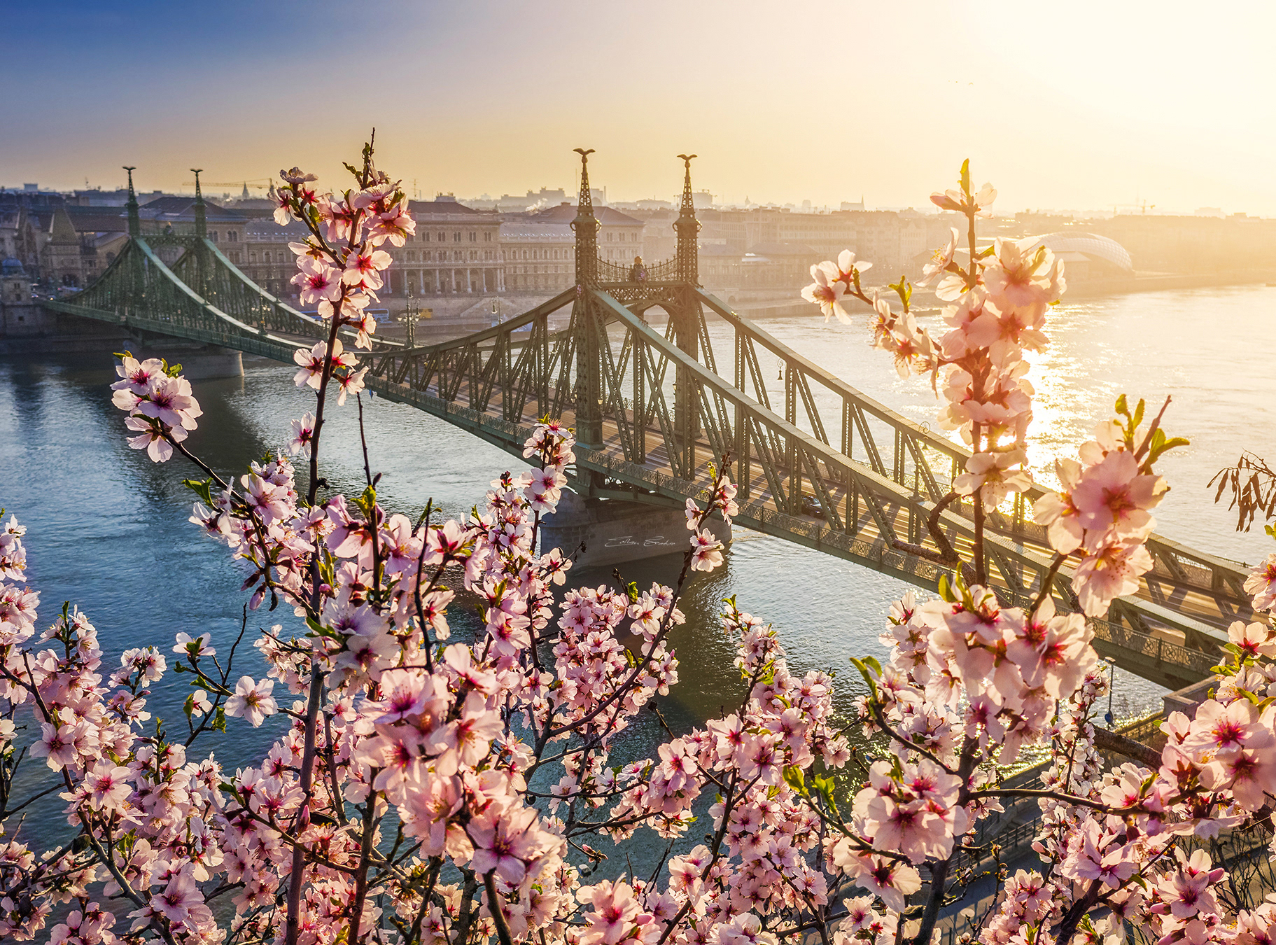Aerial drone shot about Liberty Bridge with Cherry Blossom at spring time