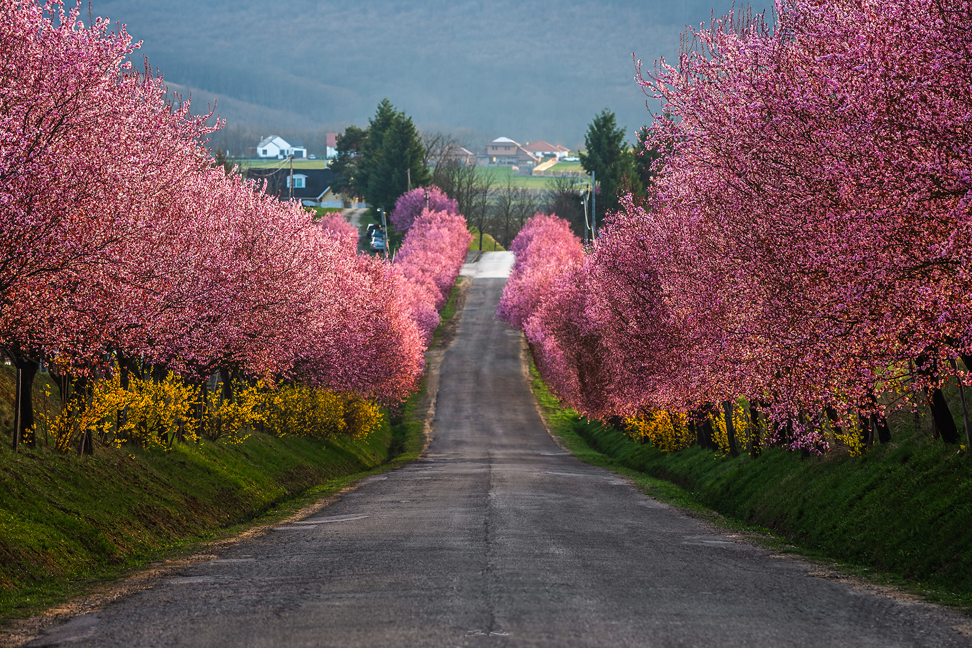 Wild plum trees of Berkenye - Hungary