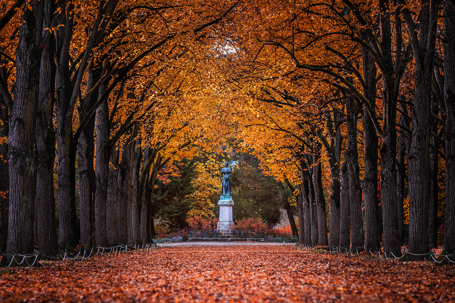 Autumn at Queen Elisabeth Linden Alley - Gödöllö, Hungary