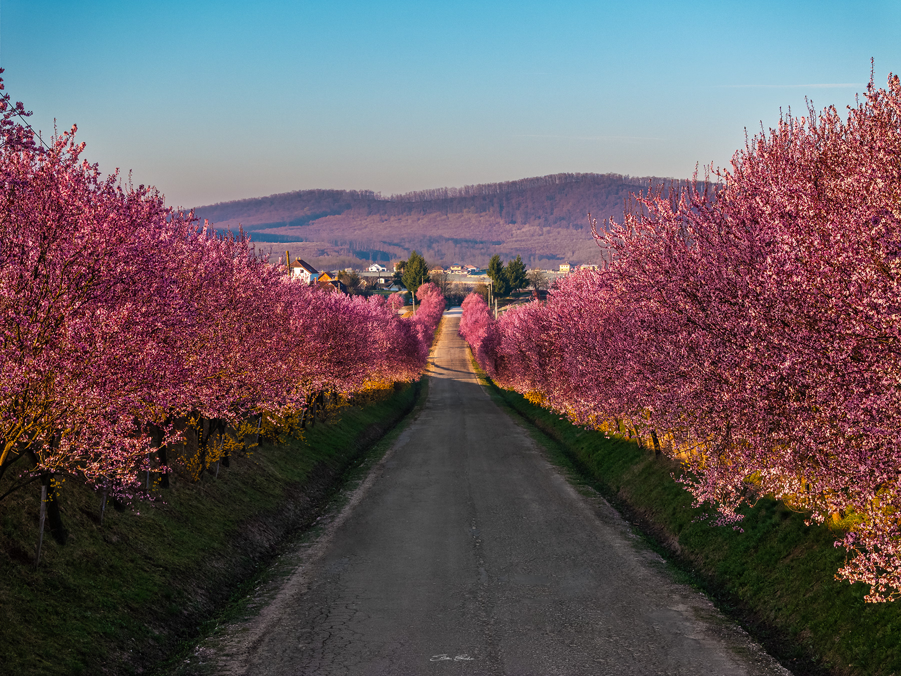 Wild plum trees of Berkenye - Hungary