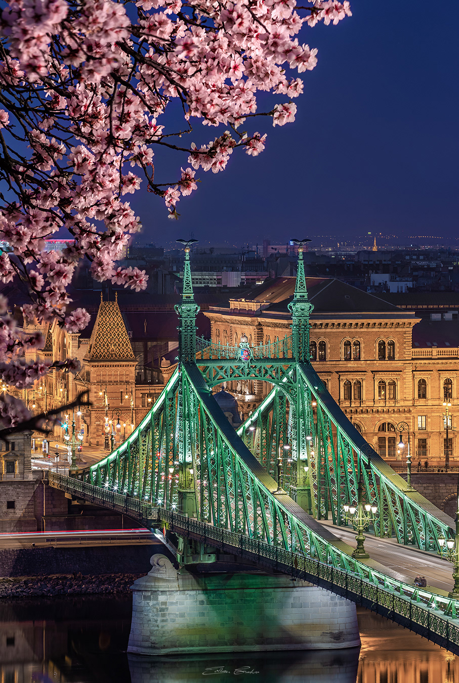 Liberty Bridge with Cherry Blossom at spring time