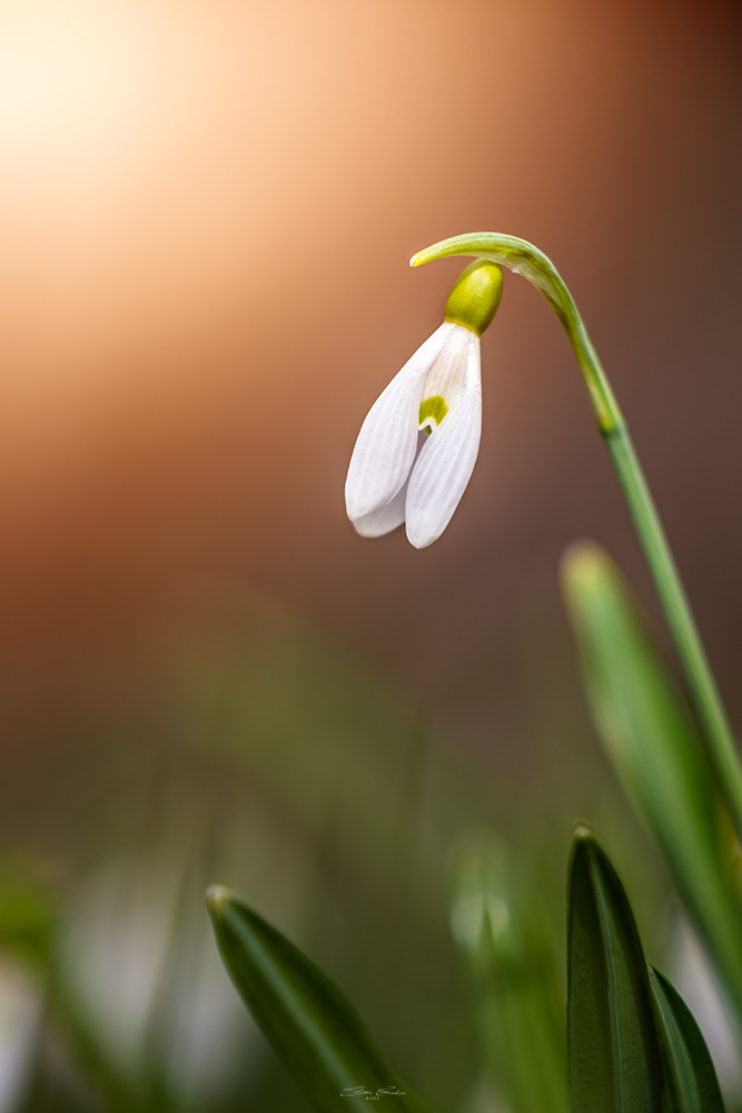 Snowdrops