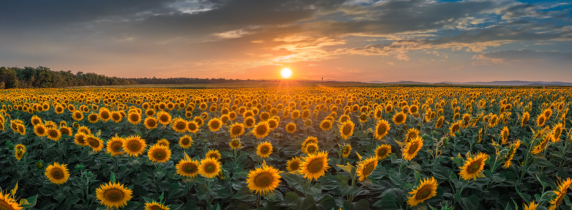 Sunflower field at sunset