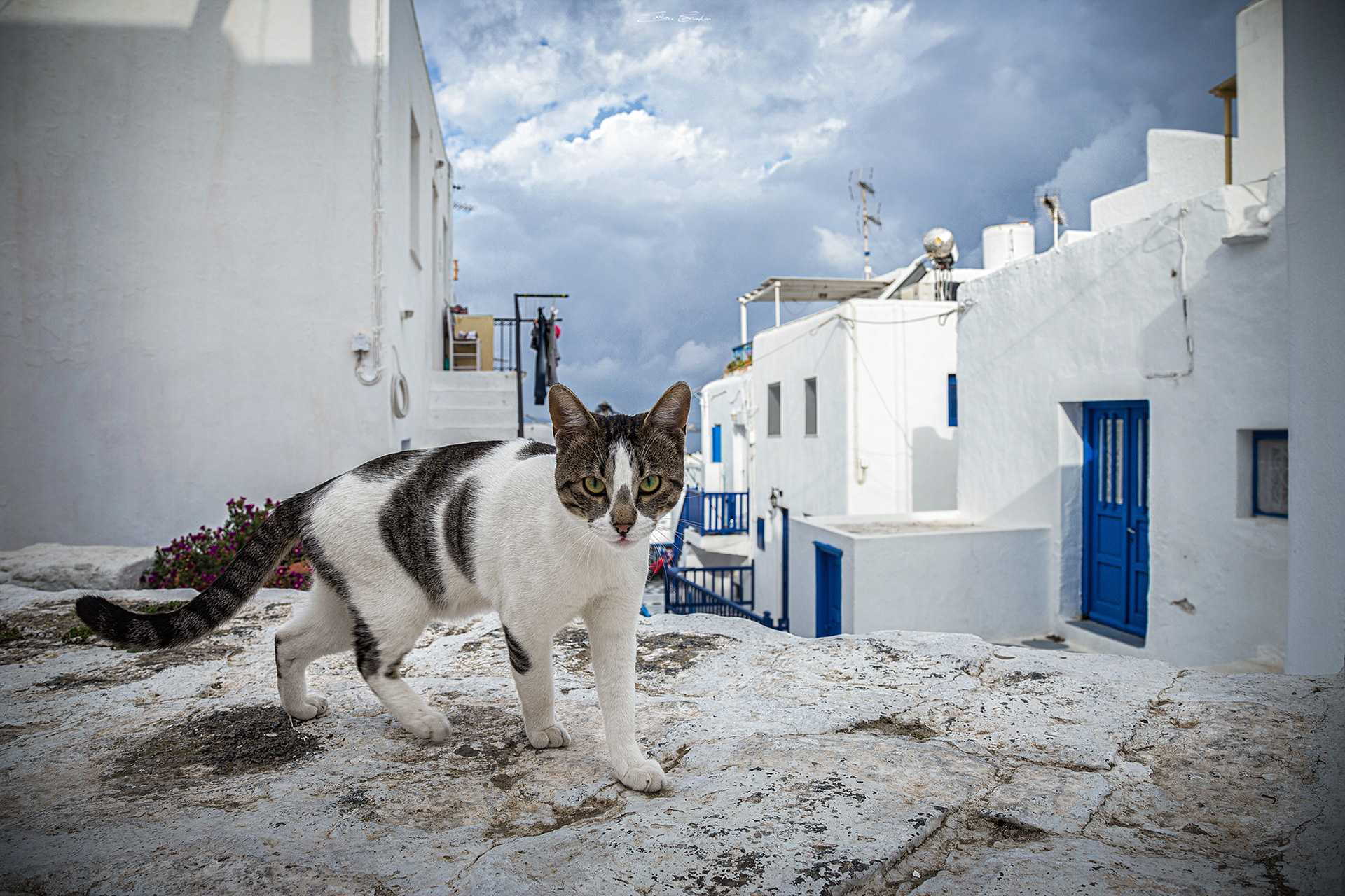 Cat and whitewashed alley in Mykonos