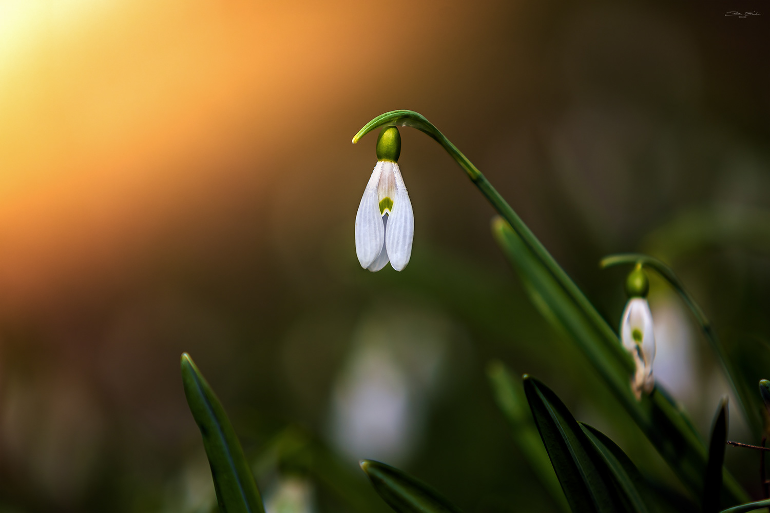 Snowdrops