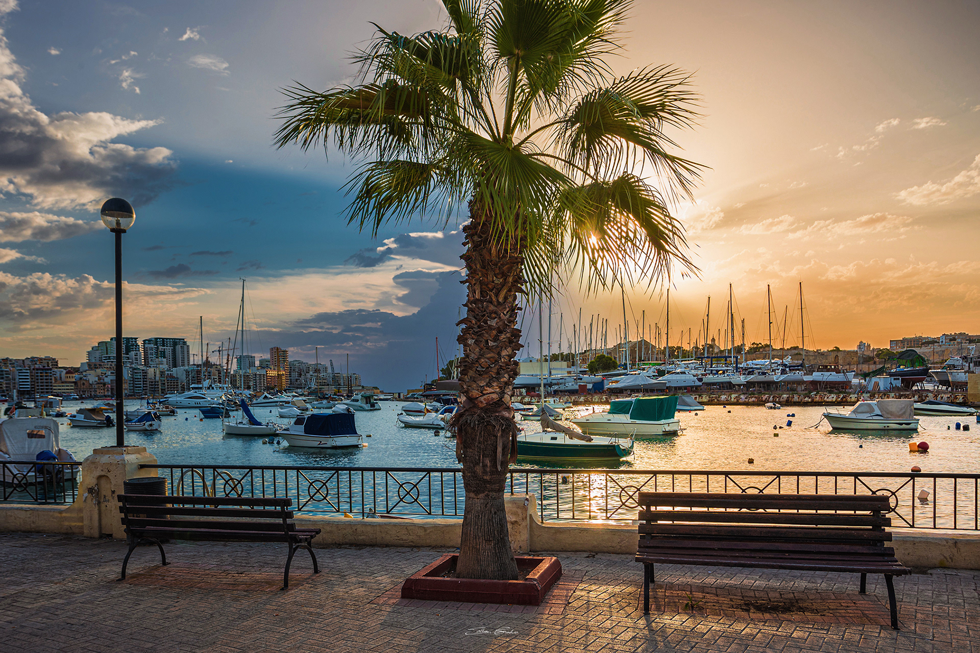 Palm tree with sunrise at Sliema Waterfront