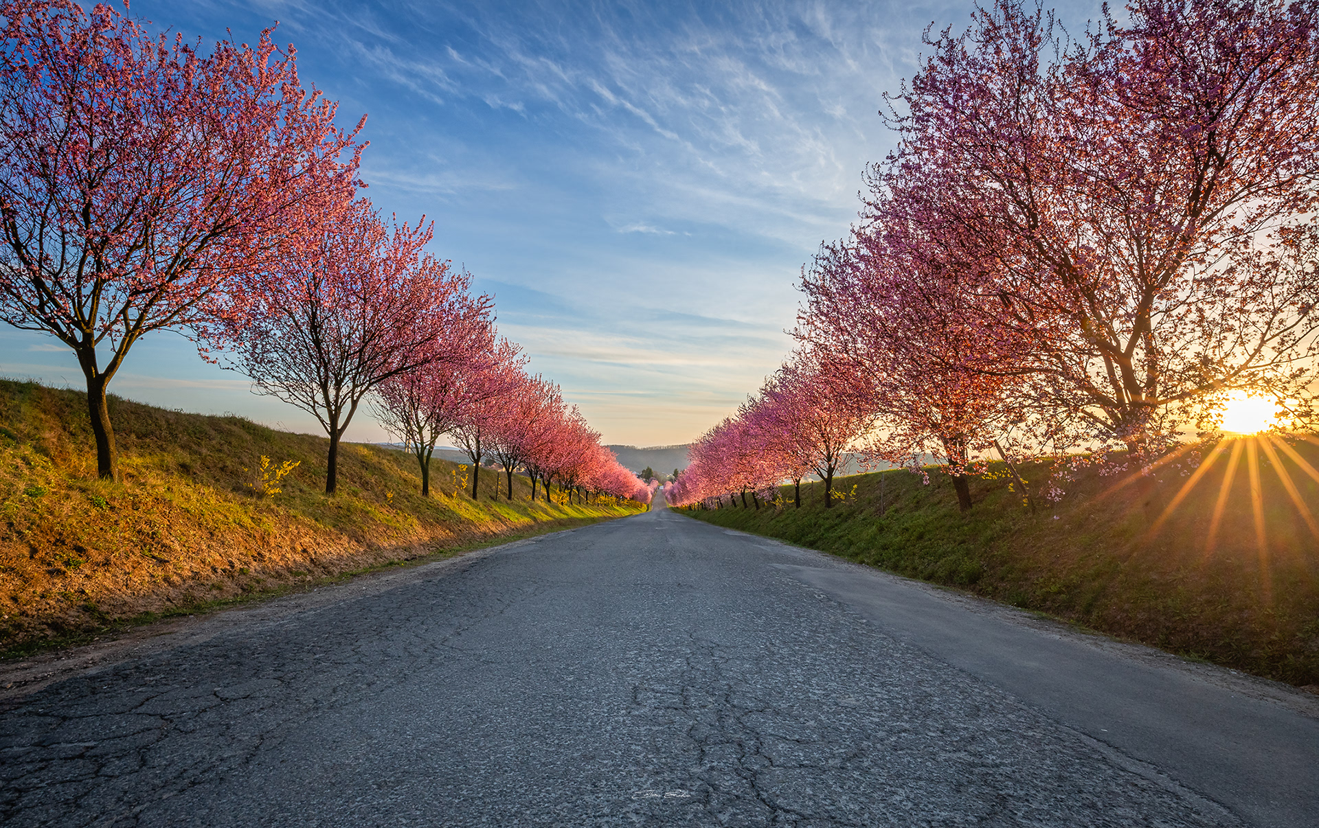 Wild plum trees of Berkenye - Hungary