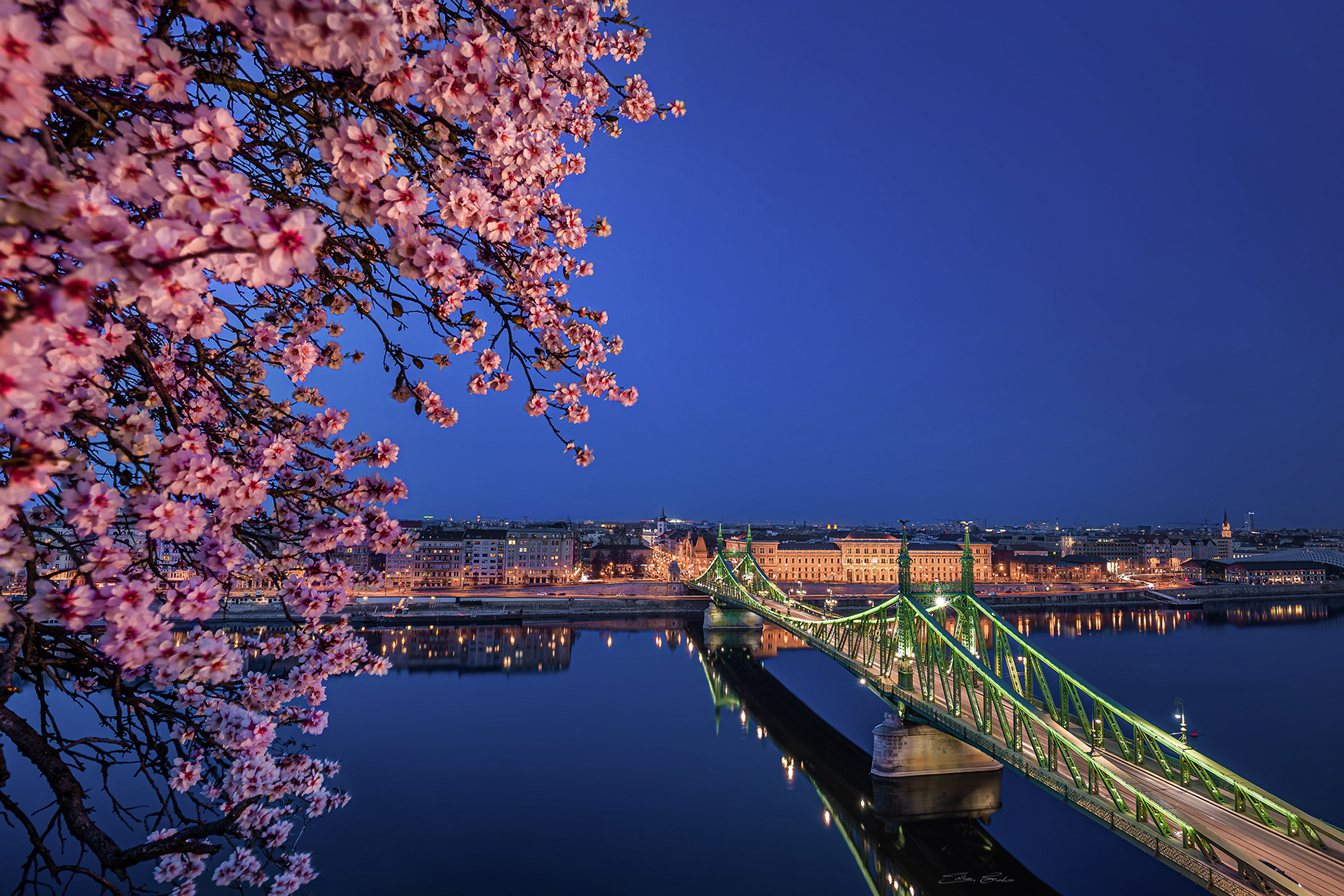 Blue hour view of Liberty Bridge with Cherry Blossom at spring time