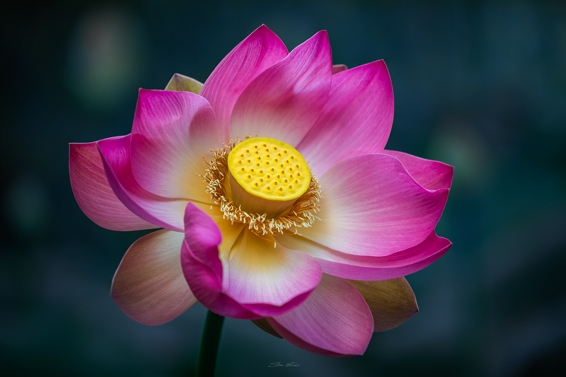 Sacred Lotus or Water Lilly