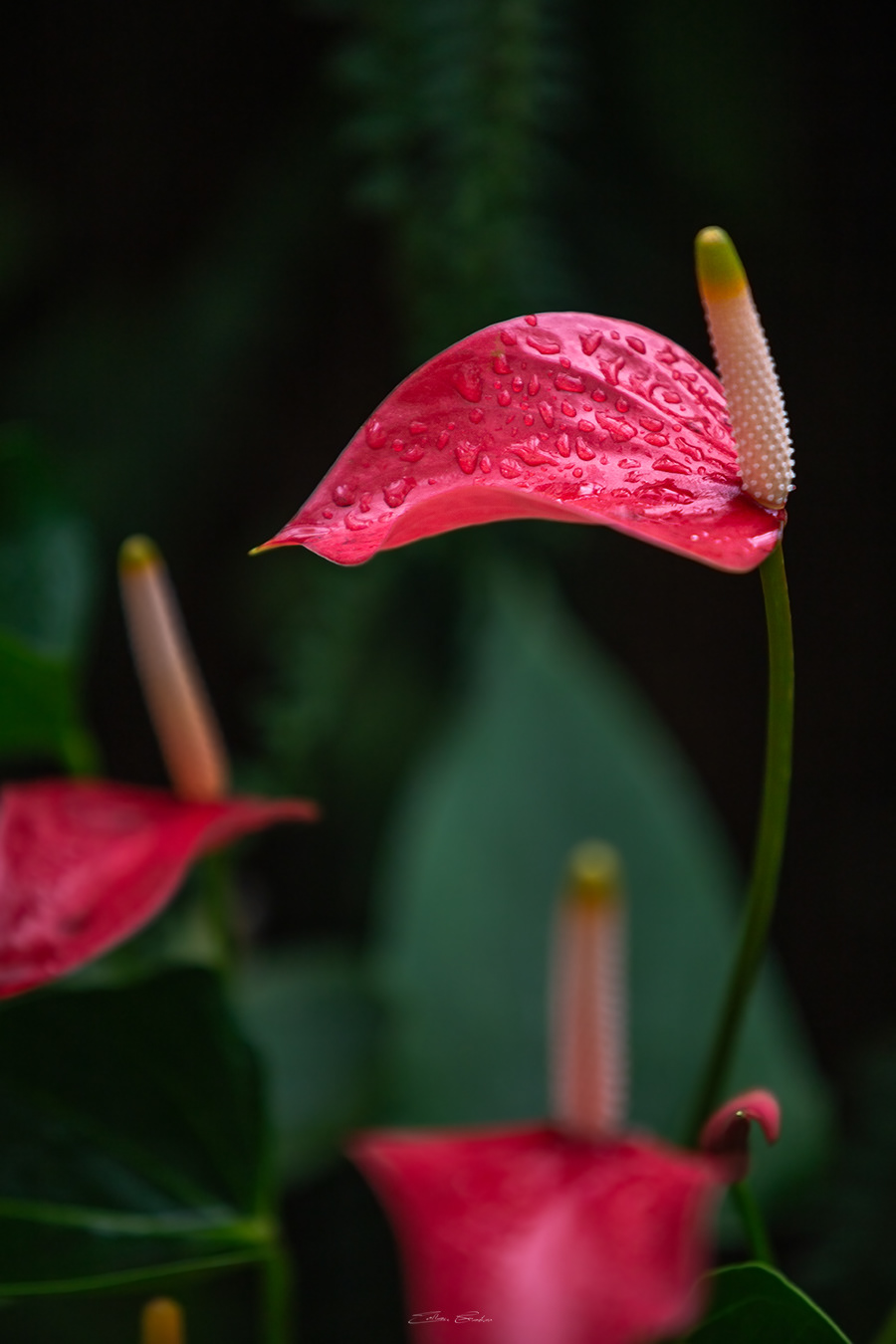Flamingo Flower
