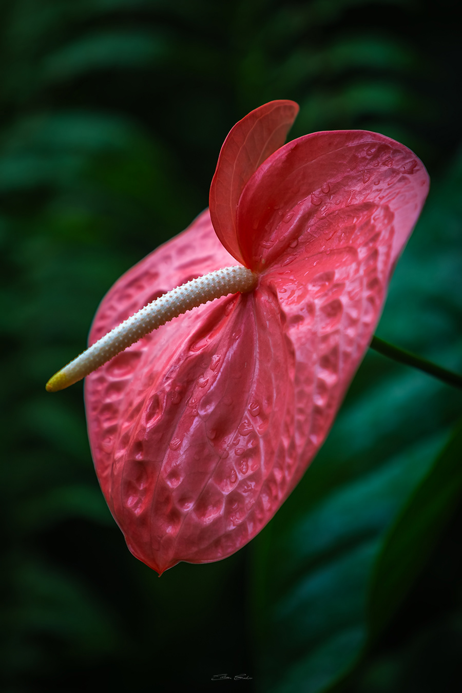 Flamingo Flower