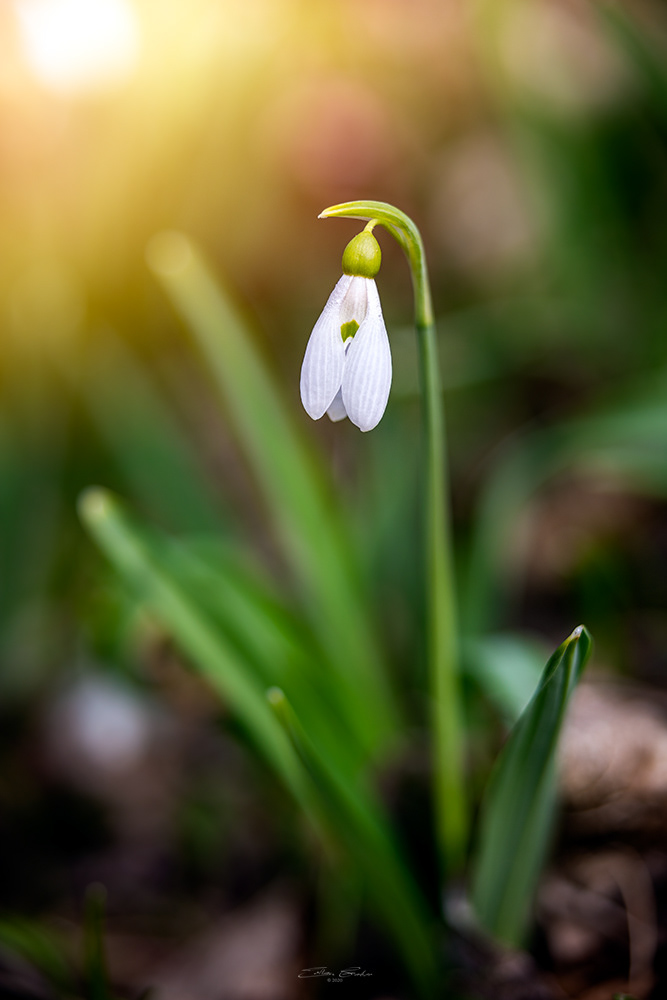 Snowdrops