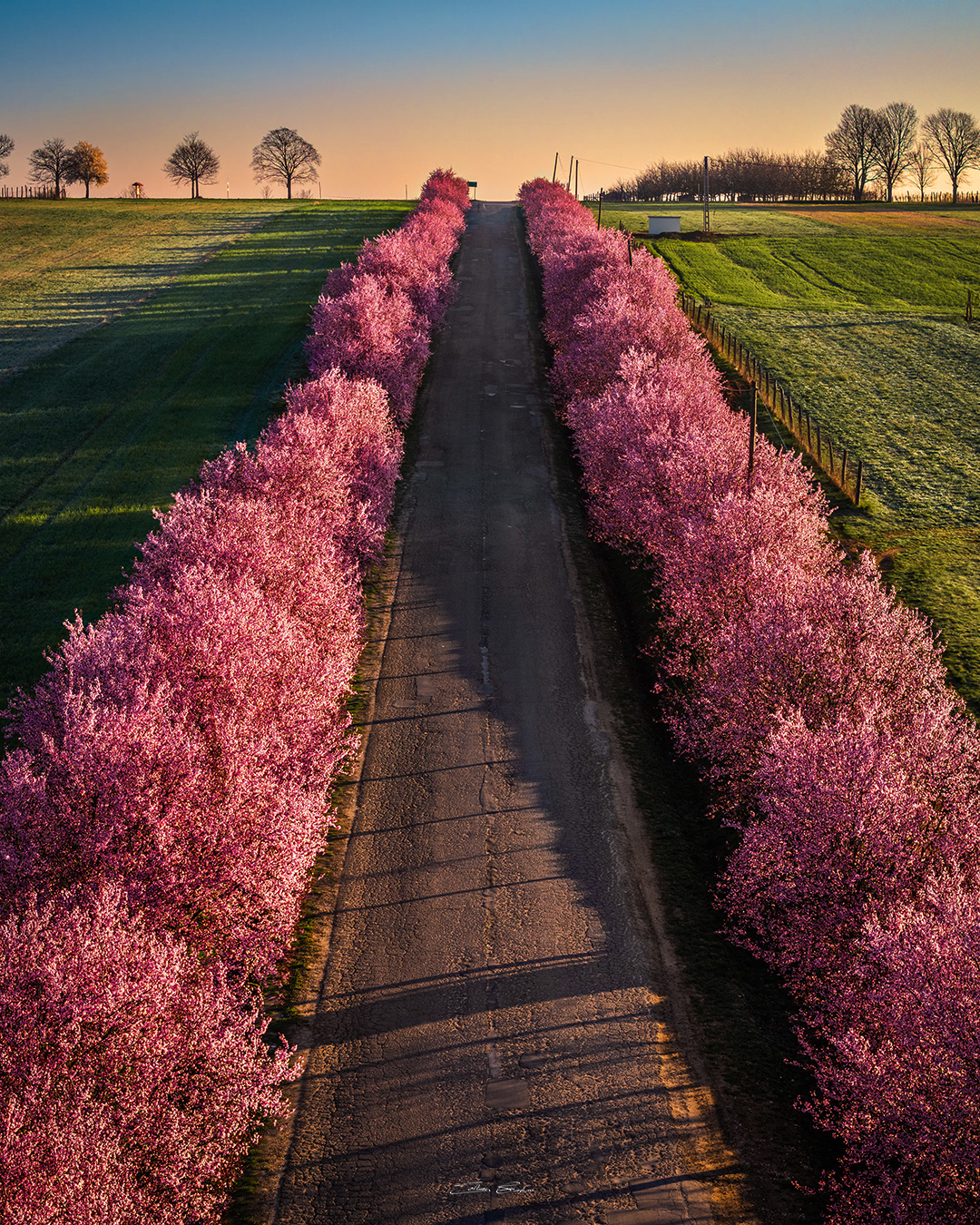 Wild plum trees of Berkenye - Hungary