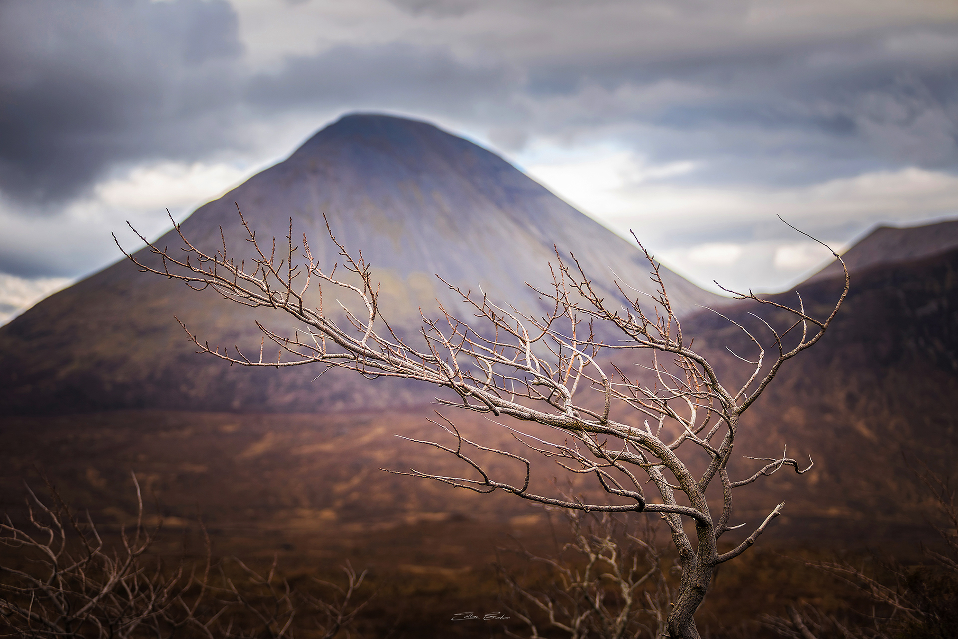 Lonely tree at the Sligachan