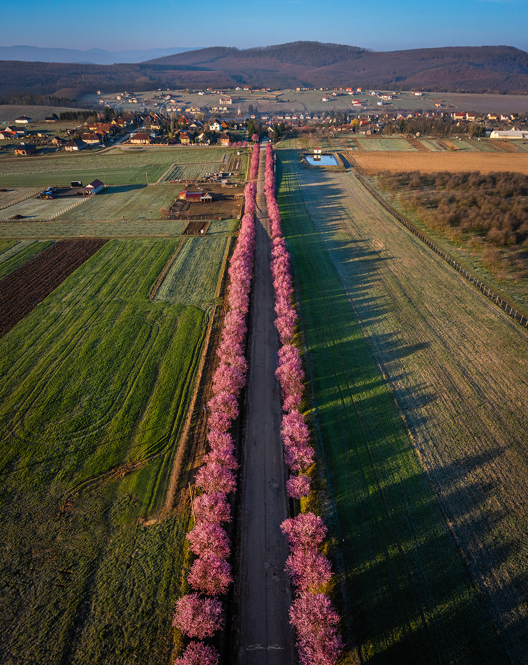 Wild plum trees of Berkenye - Hungary