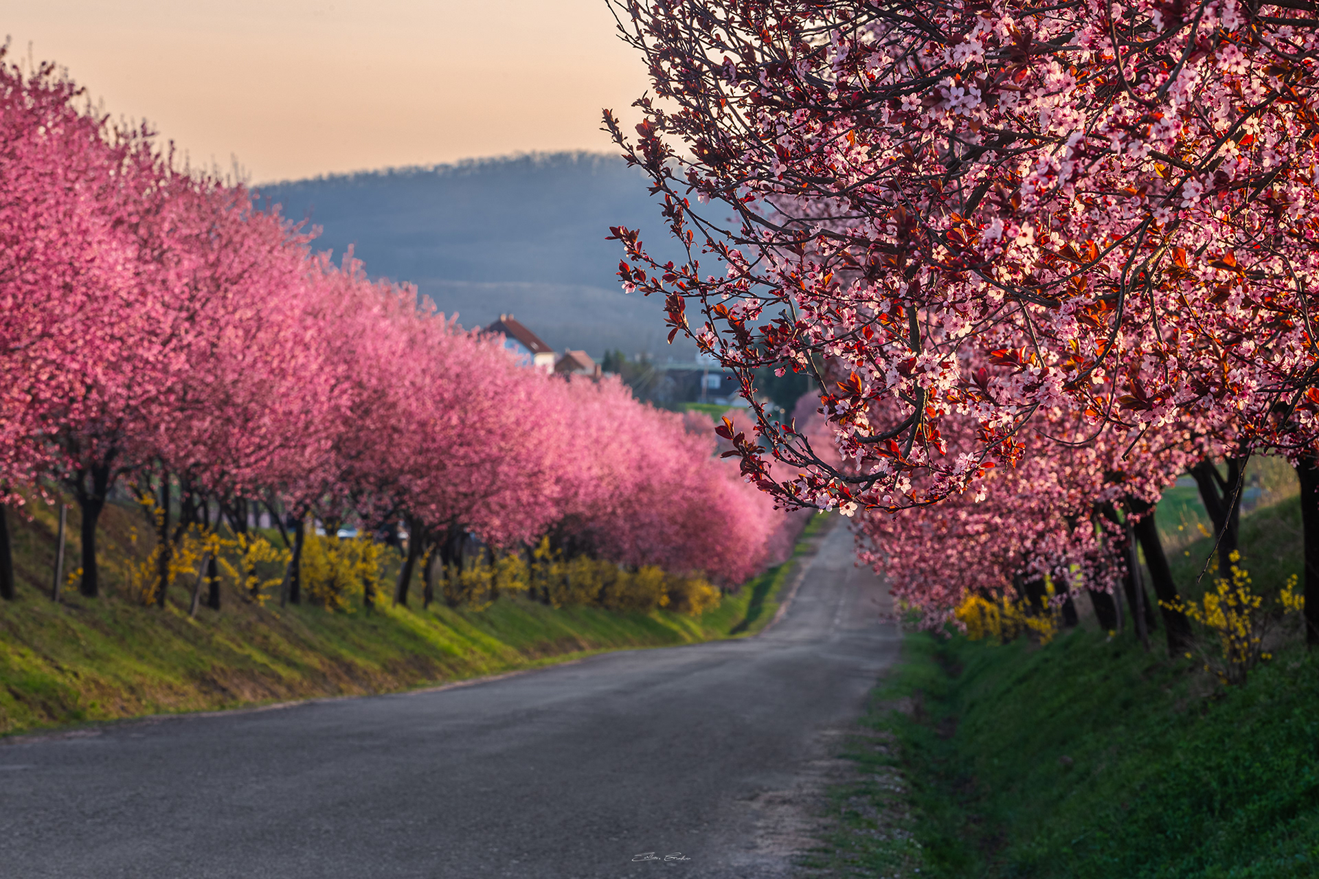 Wild plum trees of Berkenye - Hungary