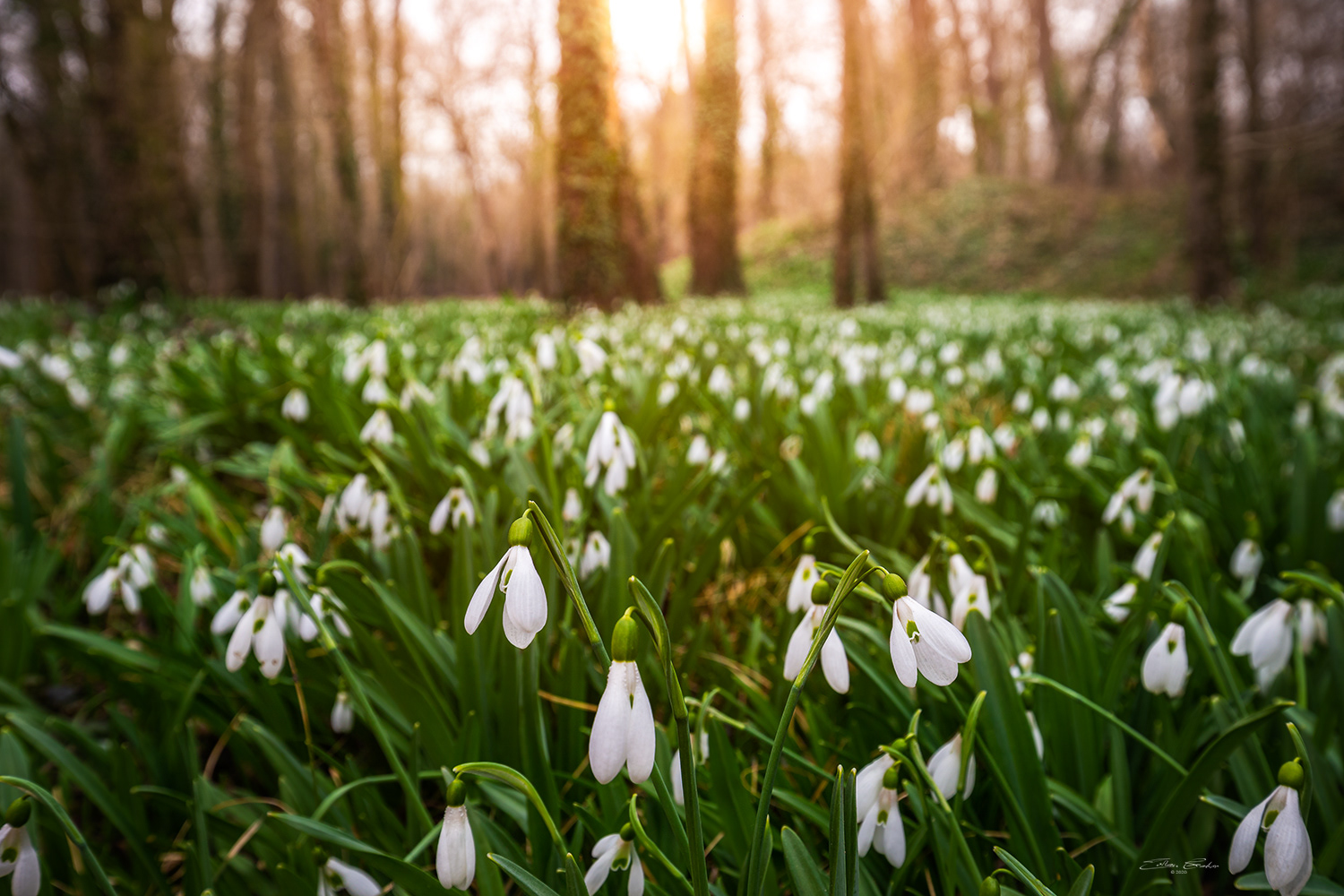Snowdrops