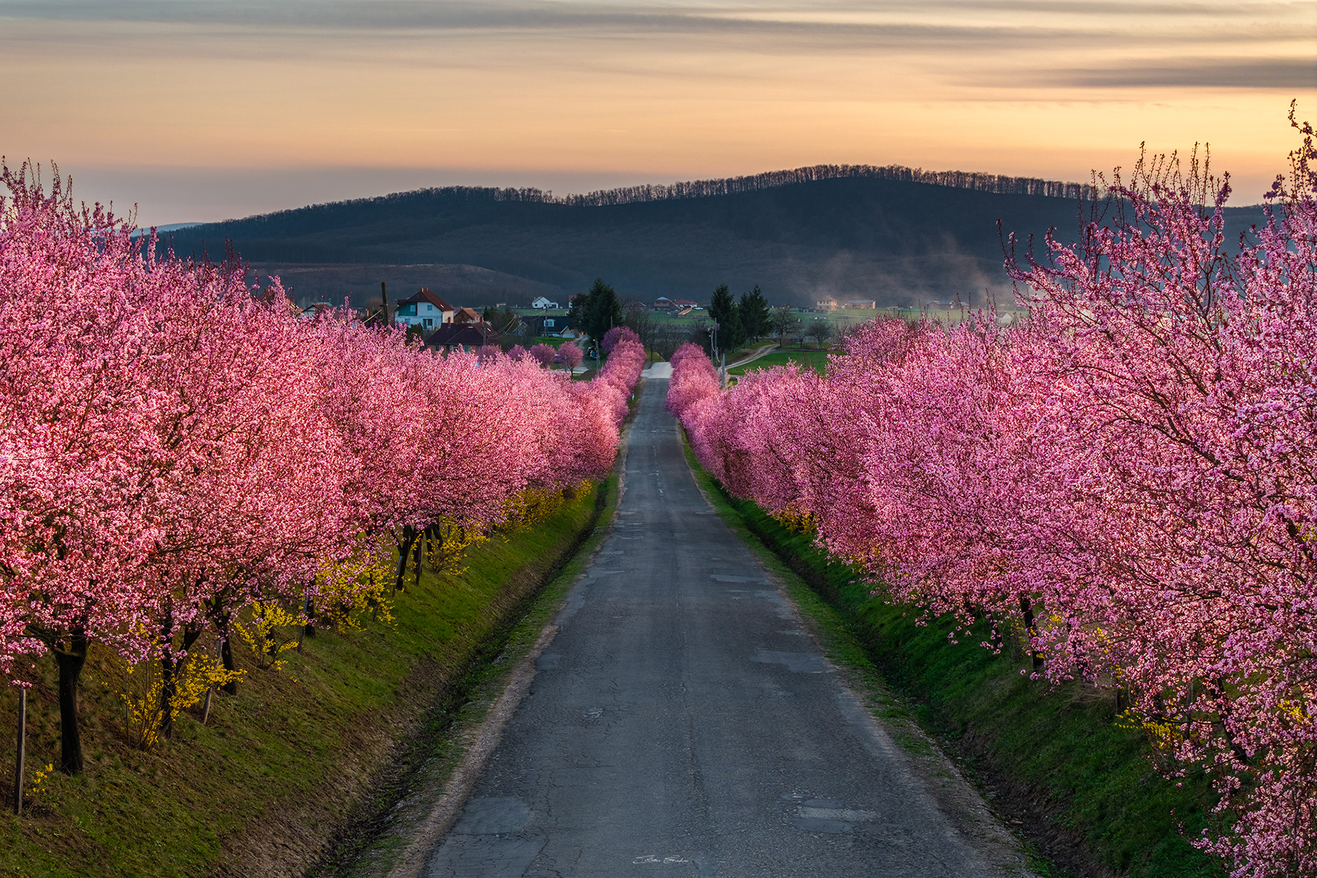 Wild plum trees of Berkenye - Hungary