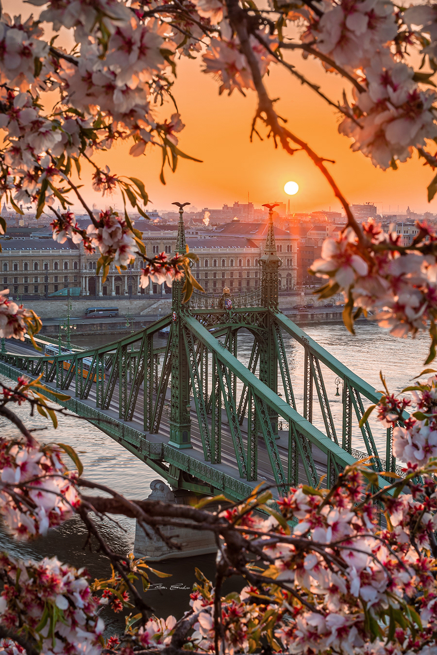 Yellow Tram on Liberty Bridge with Cherry Blossom at sunrise