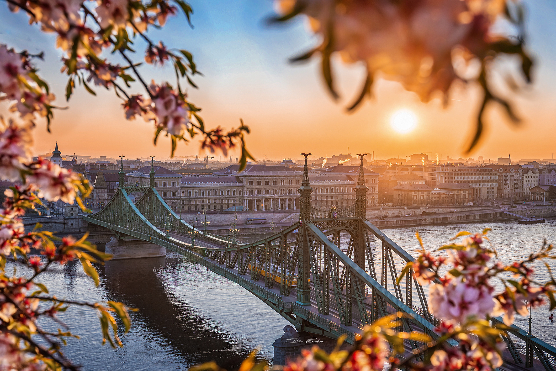 Liberty Bridge with Cherry Blossom and yellow tram at sunrise