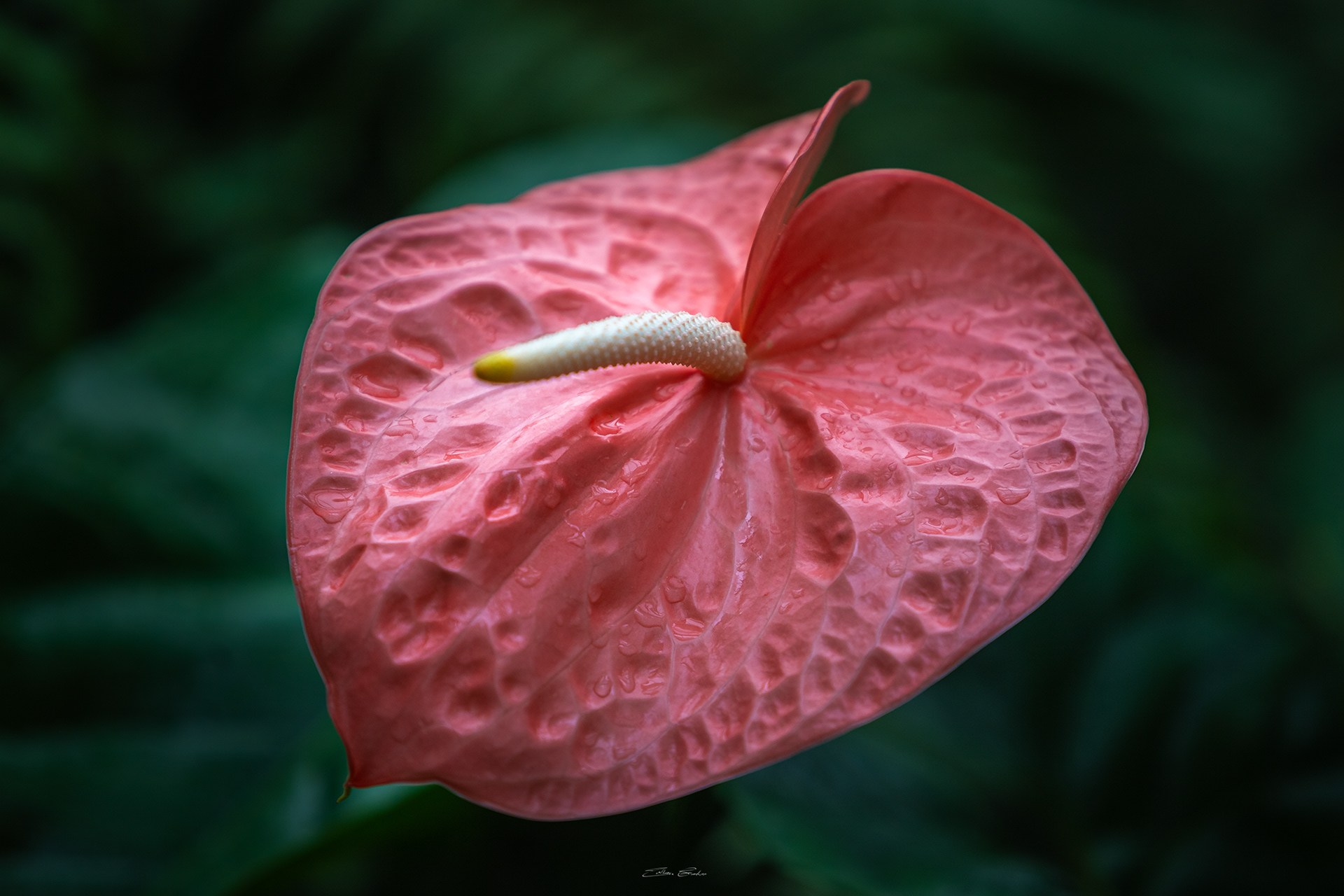 Flamingo Flower