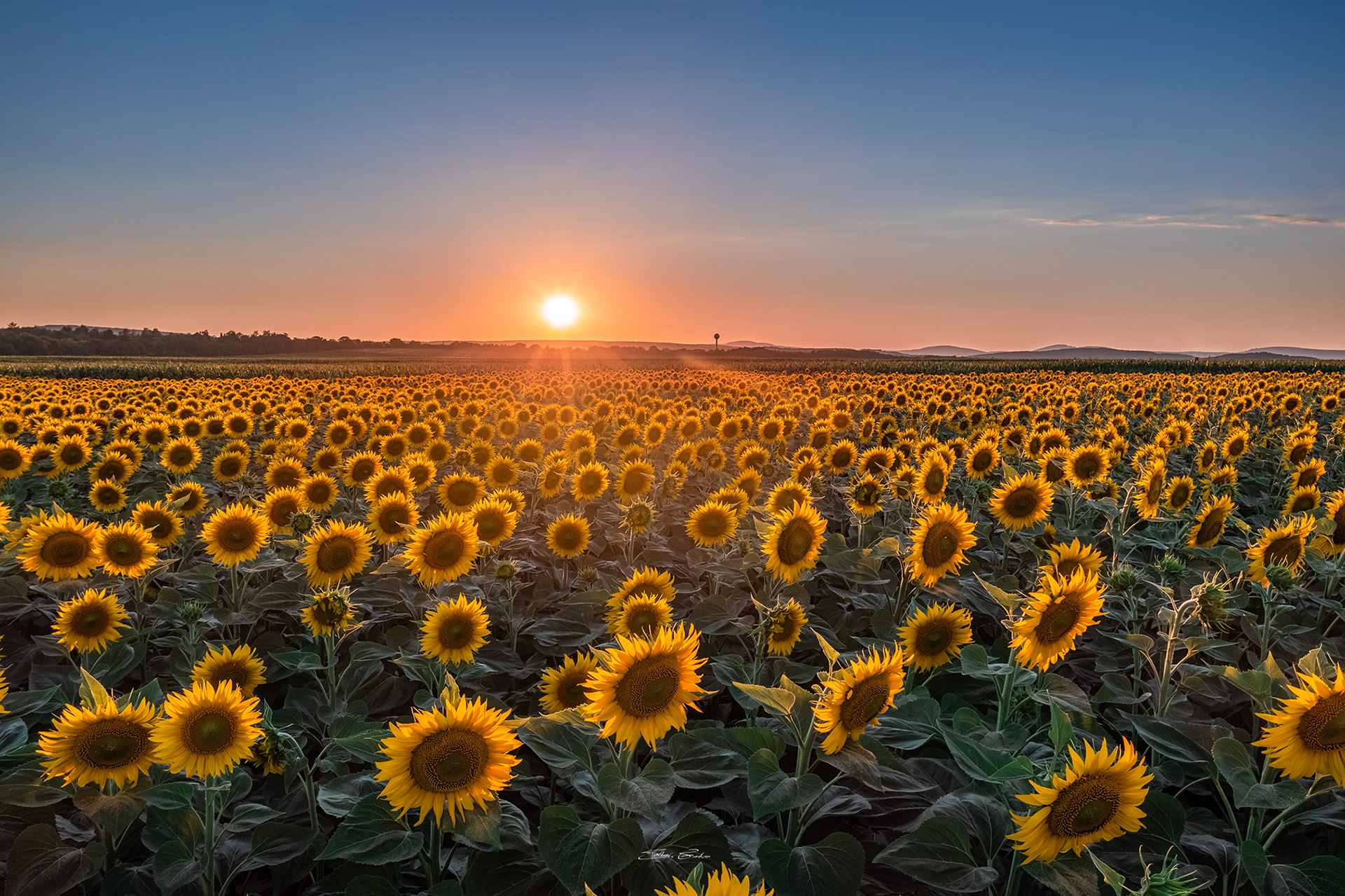 Sunflower field at sunset