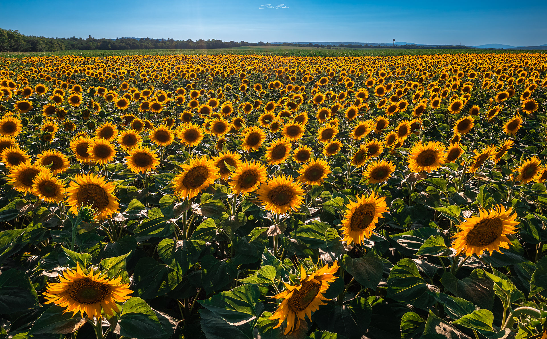 Sunflower field