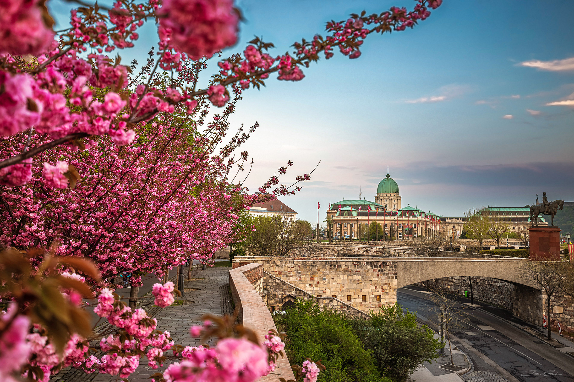 Buda Castle with Cherry Blossom at spring