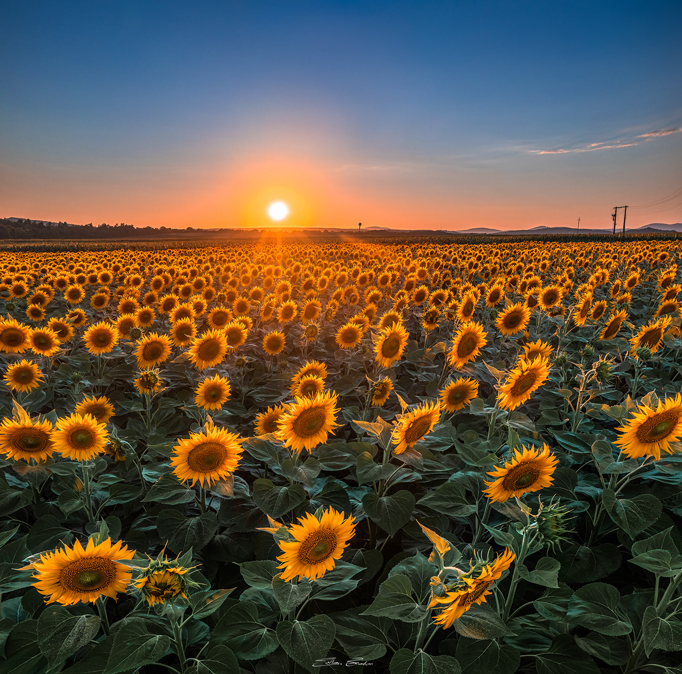 Sunflower field at sunset