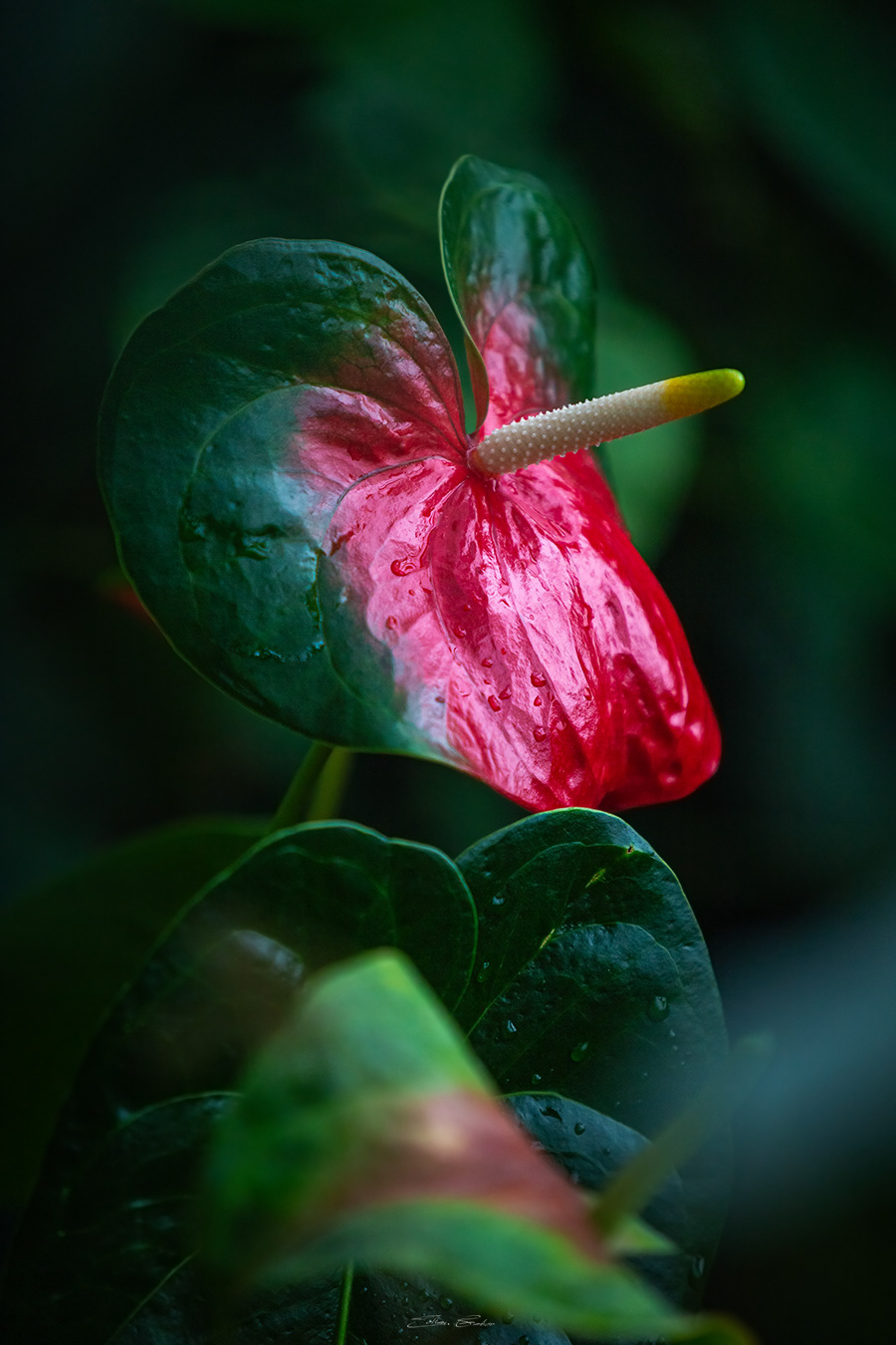 Flamingo Flower