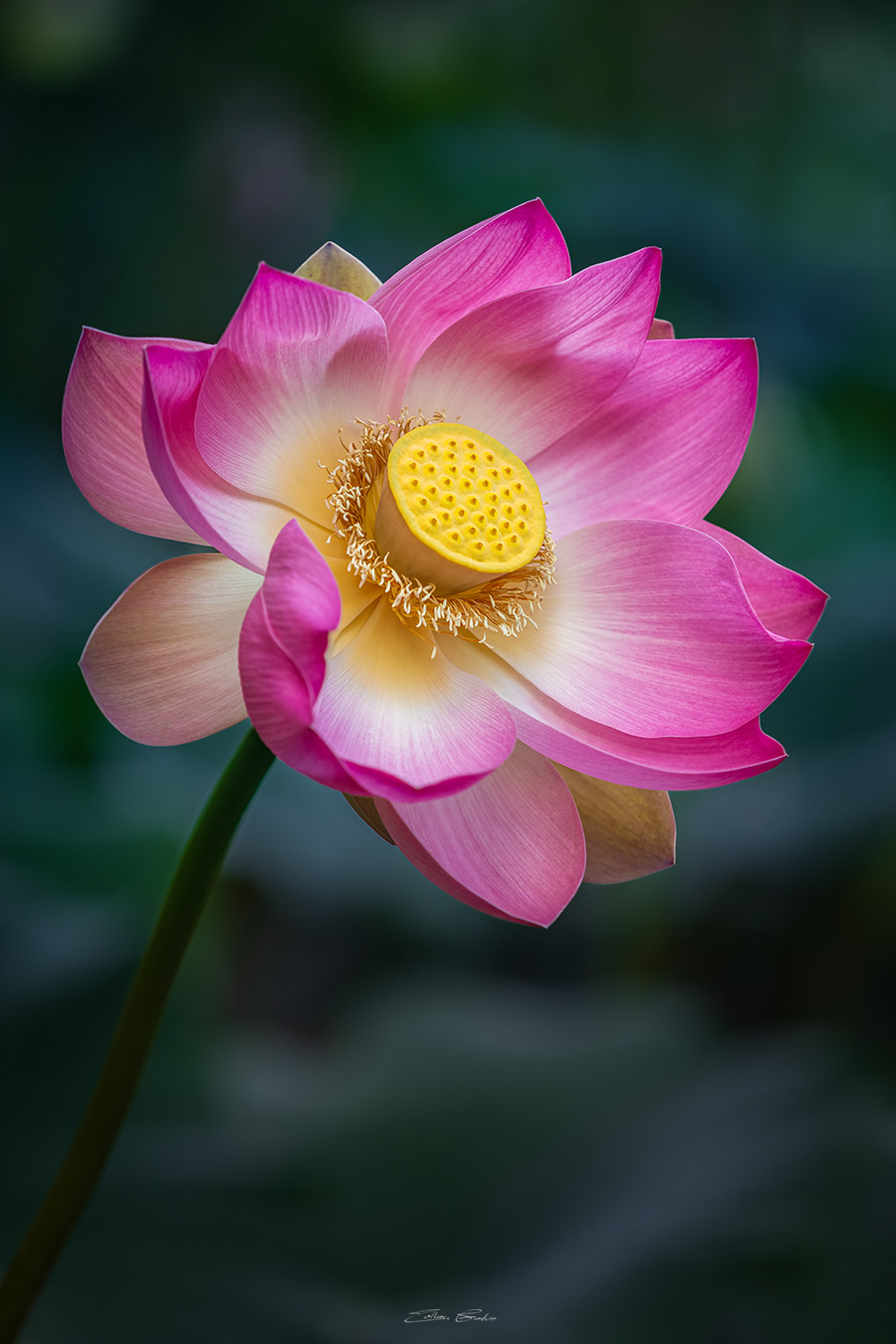 Sacred Lotus or Water Lilly