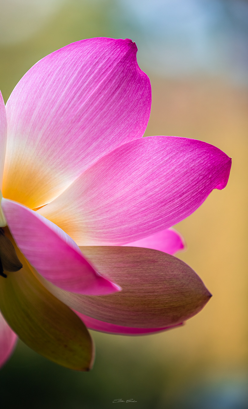 Sacred Lotus or Water Lilly